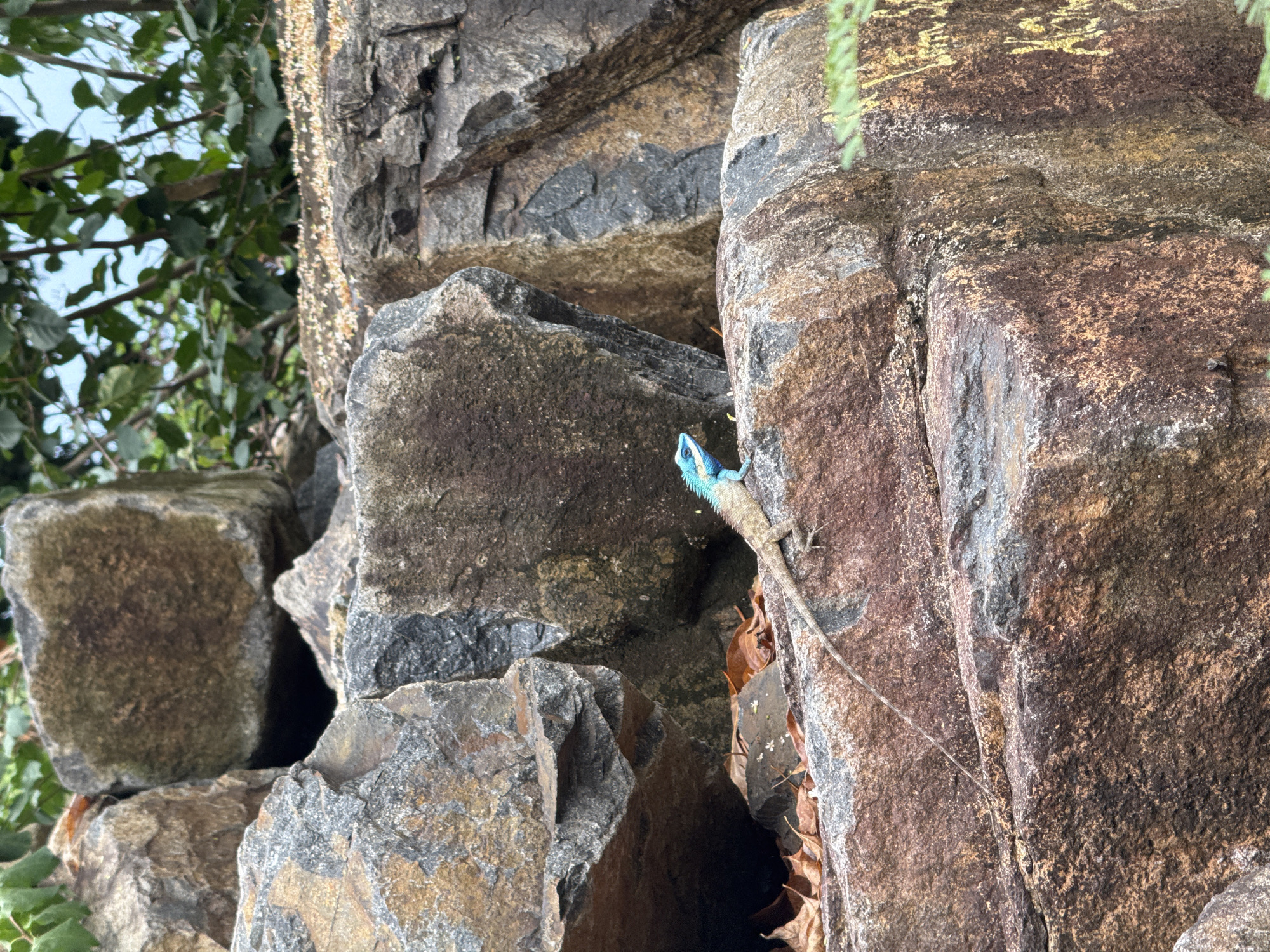 The image shows a blue-crested lizard clinging to a rock face. The rocks are various shades of gray and brown, with some covered in moss or lichen. The lizard has a turquoise blue head and a long, slender tail. The location is in the city of Bac Nha Trang Ward, Vietnam. Vegetation is present in the background.