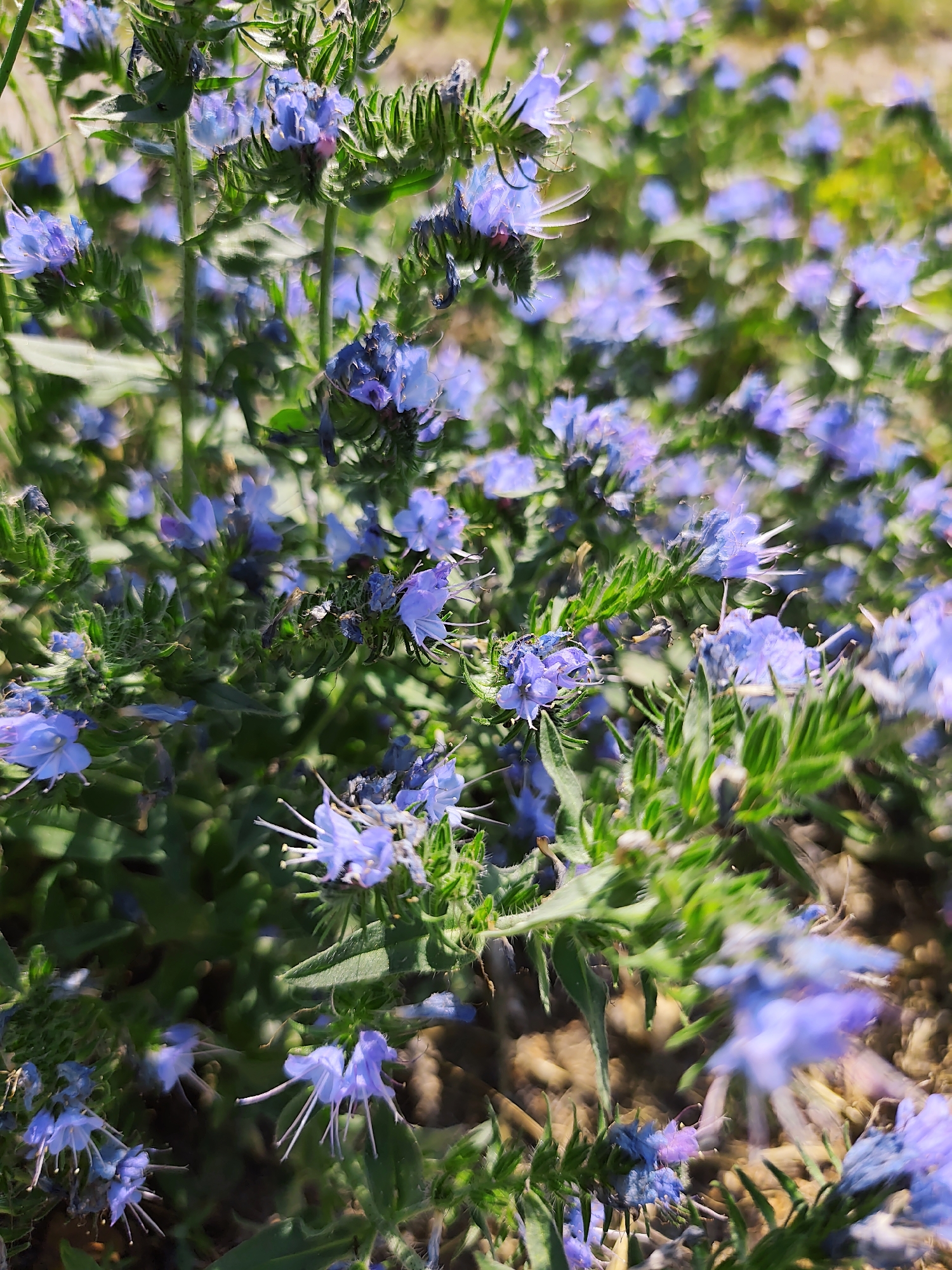 This is a close-up, natural light photograph of a cluster of blue flowers with green stems and leaves. The flowers have delicate petals and prominent white stamens. The background is softly blurred, suggesting a shallow depth of field. The flowers appear to be growing in a natural environment, with hints of dry earth and other vegetation visible. There are no people or animals present in the image. The scene depicts a patch of flowering plants in what appears to be a garden or a meadow.