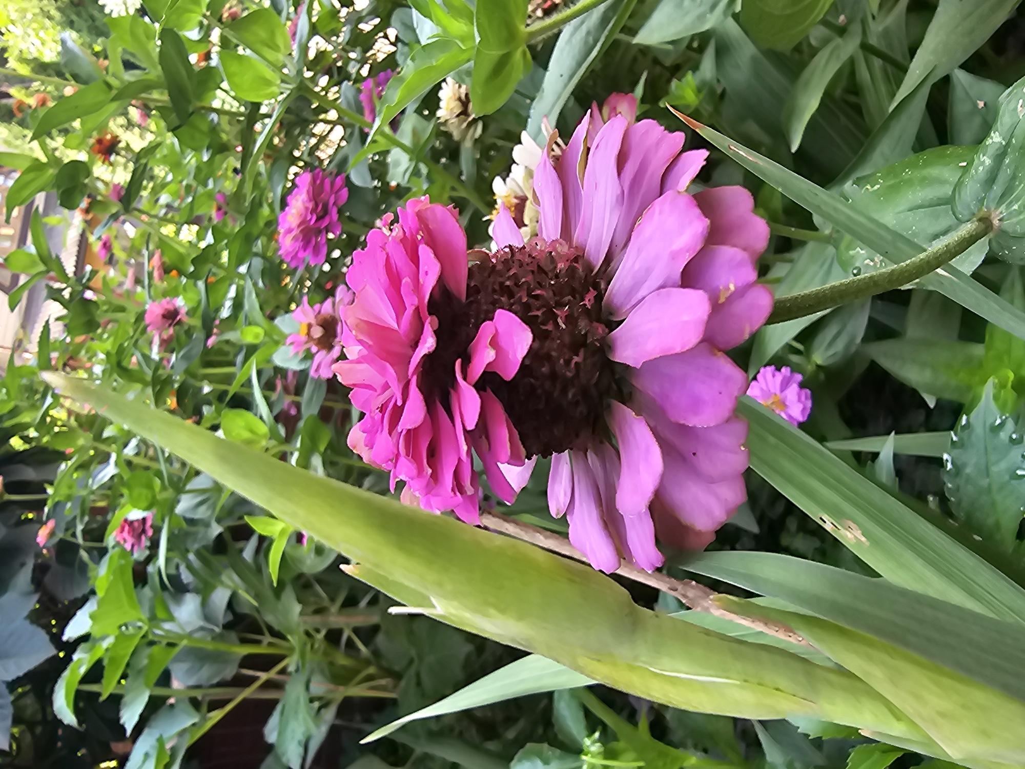 A close-up outdoor shot showcases a vibrant pink zinnia flower in full bloom, its petals fanned out in layers. The flower's center is a deep brown, and it is surrounded by lush green foliage. The background is a blur of more zinnias and greenery, suggesting a garden setting. The image appears to be taken during daylight hours, with soft light illuminating the scene. This photograph was taken in Novosibirsk, Russia.