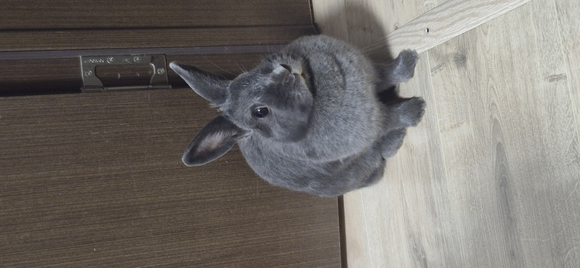 A grey rabbit is sitting on a light-colored wooden floor in front of a dark wood door. The rabbit is facing towards the right side of the frame, with its ears up and alert. The door has a metal hinge visible on the right side of the image. The floorboards have a visible wood grain pattern.