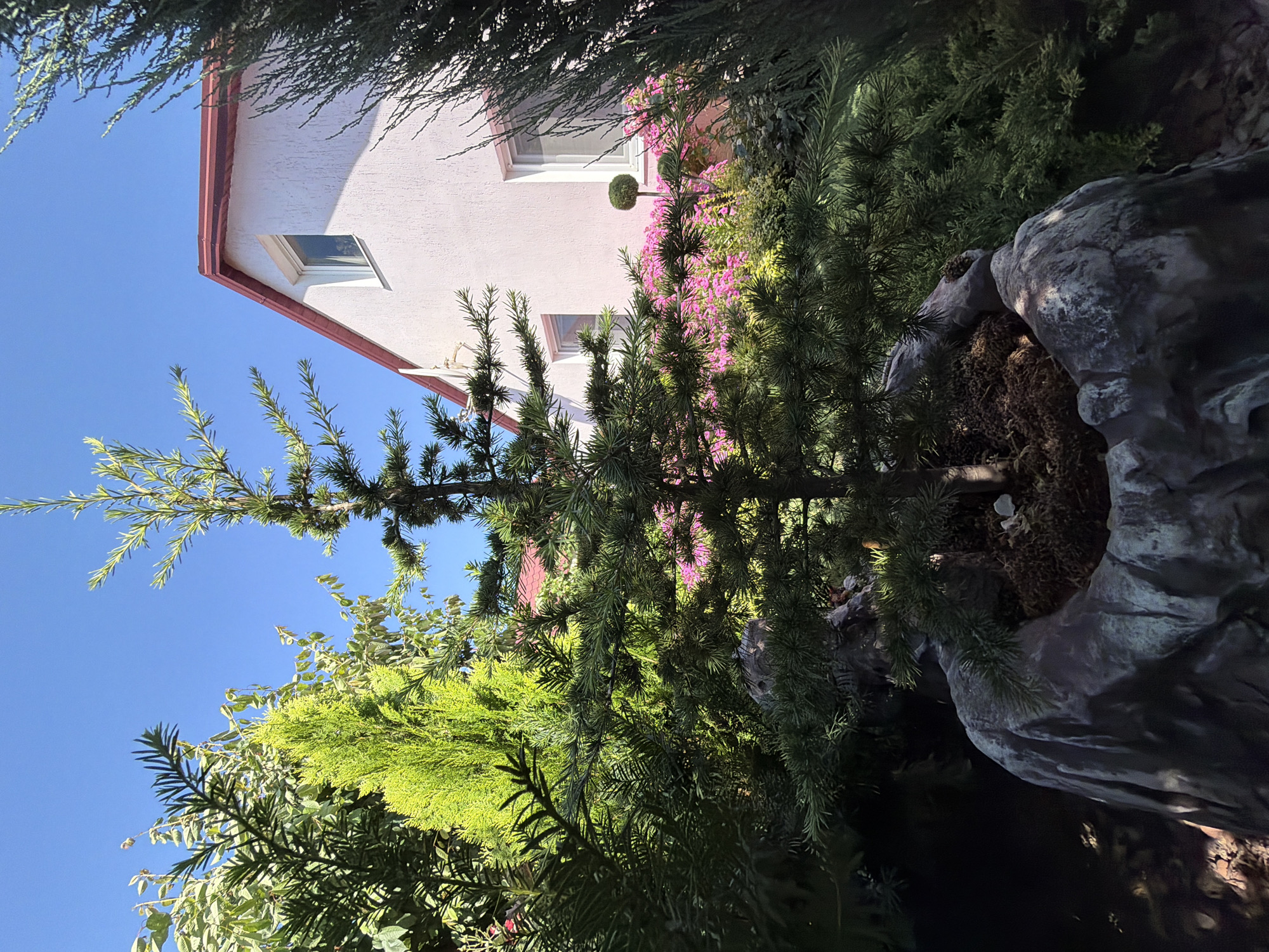 A young evergreen tree, potted in a large, grey, stone-like container, stands prominently in the foreground. The tree is surrounded by various other green plants and foliage, creating a lush garden setting. In the background, a light pink house with a red roof is visible, featuring white-framed windows. A clear blue sky serves as the backdrop for the entire scene. The image captures a serene outdoor environment, likely a residential garden, bathed in natural daylight.