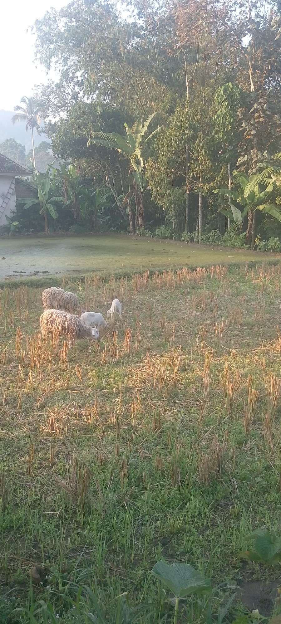 A flock of sheep grazes in a field with remnants of harvested rice stalks. In the background, a house with a ladder leaning against its wall sits near a grove of banana trees and other vegetation. The scene is illuminated by natural light, suggesting it is either sunrise or sunset. The location is identified as Oro-oro Ombo, Indonesia.