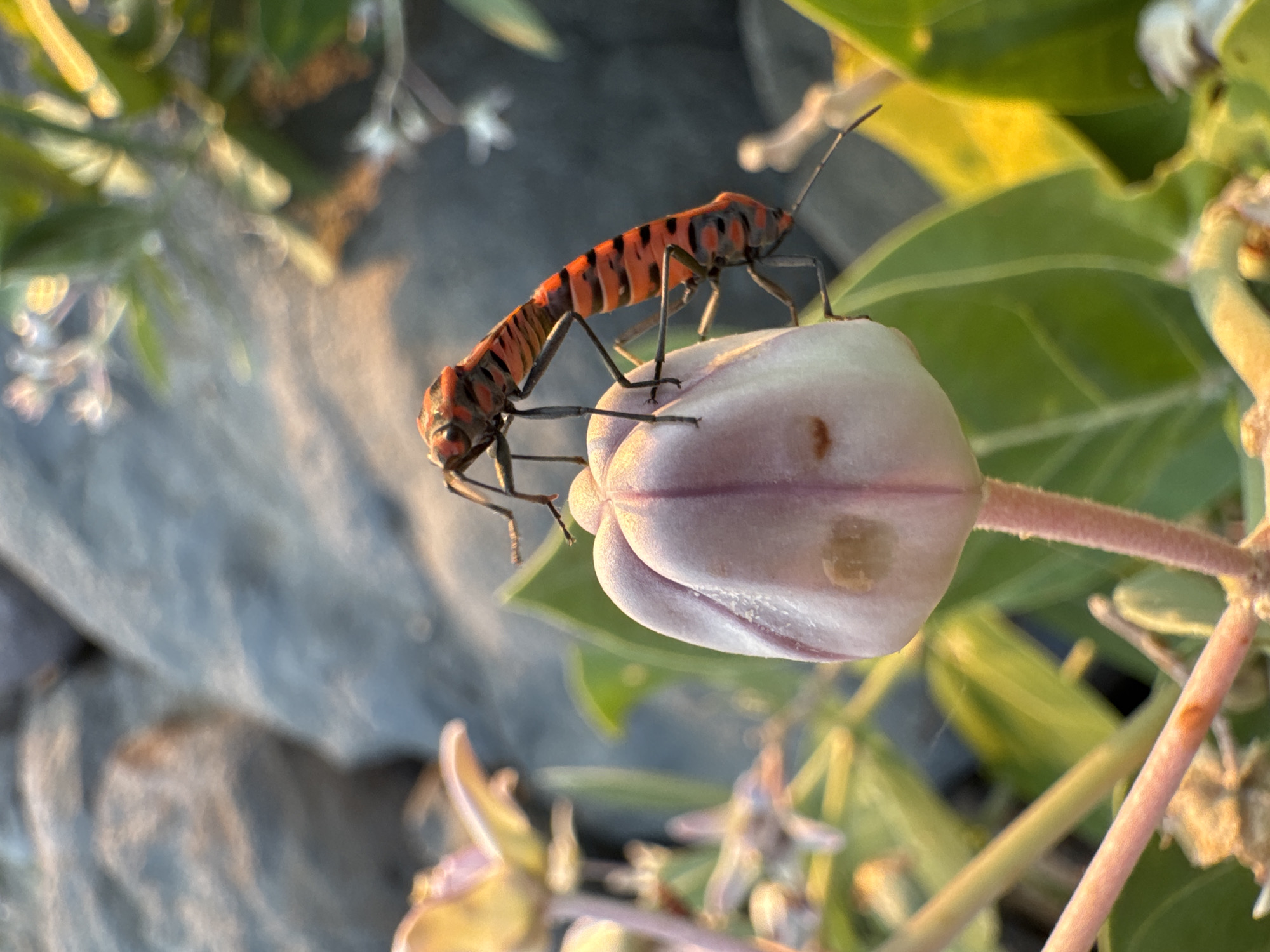 In Meunasah Jurong, Indonesia, two red and black striped insects are mating on a light purple flower bud. The insects have long, slender bodies and prominent antennae. The bud is surrounded by green leaves, some of which are illuminated by a warm, golden light, suggesting it is either sunrise or sunset. In the background, out of focus, are large gray rocks and more green foliage.