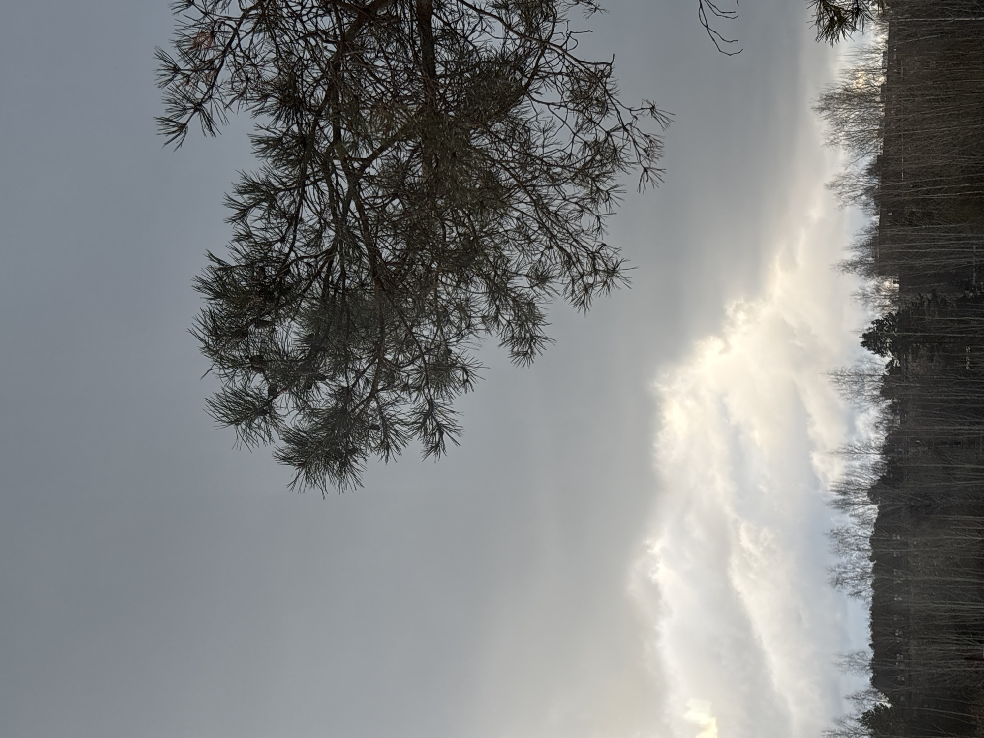 The image captures a scene in Chaikovsky, Russia, on an overcast day. A large pine tree branch occupies the upper left quadrant of the frame. Its needles and branches are silhouetted against the grey sky. The right side of the image shows a dense forest of bare trees, their branches creating a stark contrast against a band of brighter, cloud-filled sky. The overall lighting is muted, lending a somber tone to the scene. The perspective is angled upward, suggesting the photo was taken from a low vantage point. There are no people visible in the image.