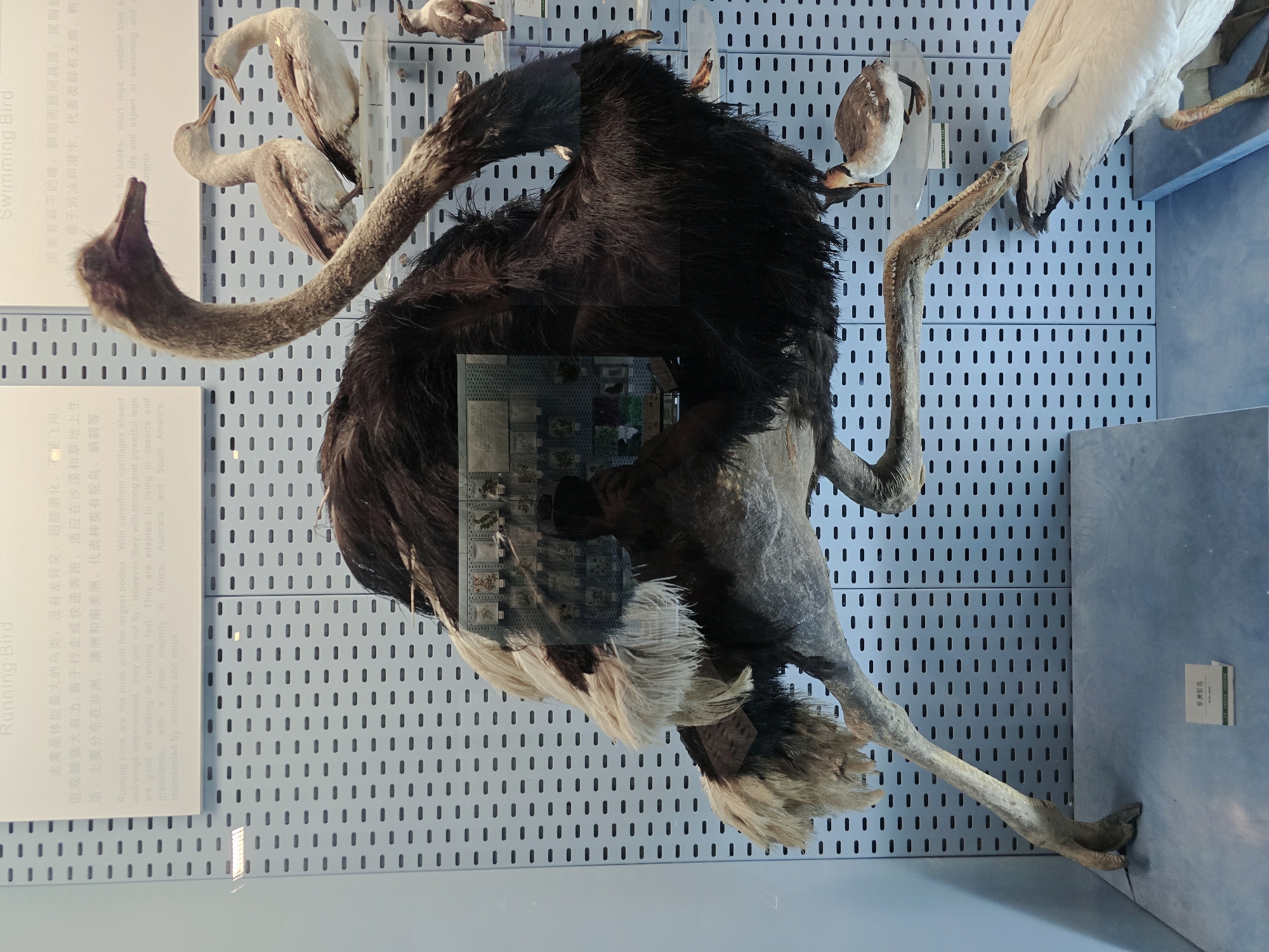 The image displays a taxidermied ostrich positioned centrally in a museum exhibit. The ostrich, primarily dark brown with lighter brown and white plumage on its neck and legs, is shown with its long neck curved and head lowered. Its powerful legs and feet are visible, indicating adaptation for running. To the right and slightly behind the ostrich, two taxidermied swimming birds, possibly ducks or grebes, are displayed. These birds are smaller and have a more compact body shape, with patterned brown and white feathers. Both birds have flat beaks and appear to be in a swimming or resting pose. The background of the exhibit consists of a light blue perforated wall, likely a common display material in museums. Above the ostrich, a white sign with text in both Chinese and English is partially visible, identifying the exhibit as pertaining to "Running Bird." Another sign on the lower left, also with Chinese and English text, labels the exhibit as "非洲鸵鸟" (African Ostrich). The exhibit is contained within a glass enclosure, and a reflection of a person is visible on the glass, suggesting the image was taken by a visitor. The overall environment is that of a museum display case. The location of this exhibit is in the Gongshu District of China.