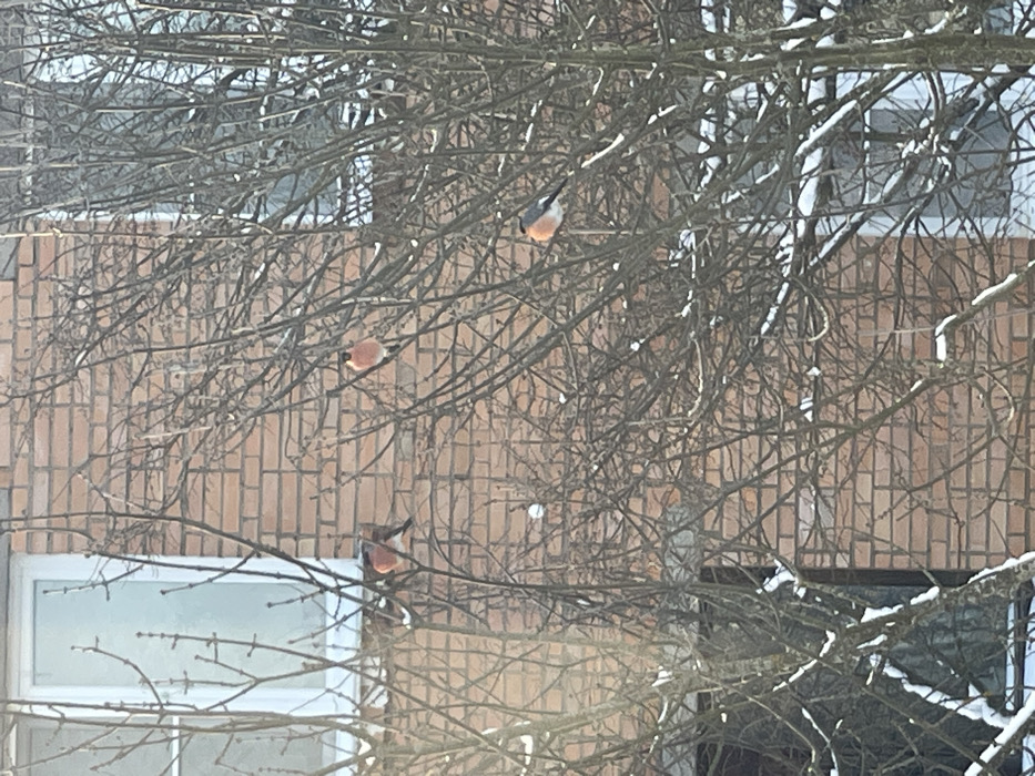 The scene depicts a winter exterior in the city of Syasstroy, Russia. Four bullfinches (Pyrrhula pyrrhula) are perched on the bare, snow-dusted branches of a deciduous tree, obscuring parts of a multi-story brick building in the background. The building features red-brown bricks and multiple white-framed windows, with at least two distinctly visible: one in the upper left and another partially visible in the lower right. The birds display characteristic red breasts, black caps, and grayish-white underparts. One bullfinch is positioned in the upper left, another centrally near the top, a third in the mid-right, and a fourth in the lower right section of the image. Patches of snow are visible on various branches, indicating cold weather conditions.