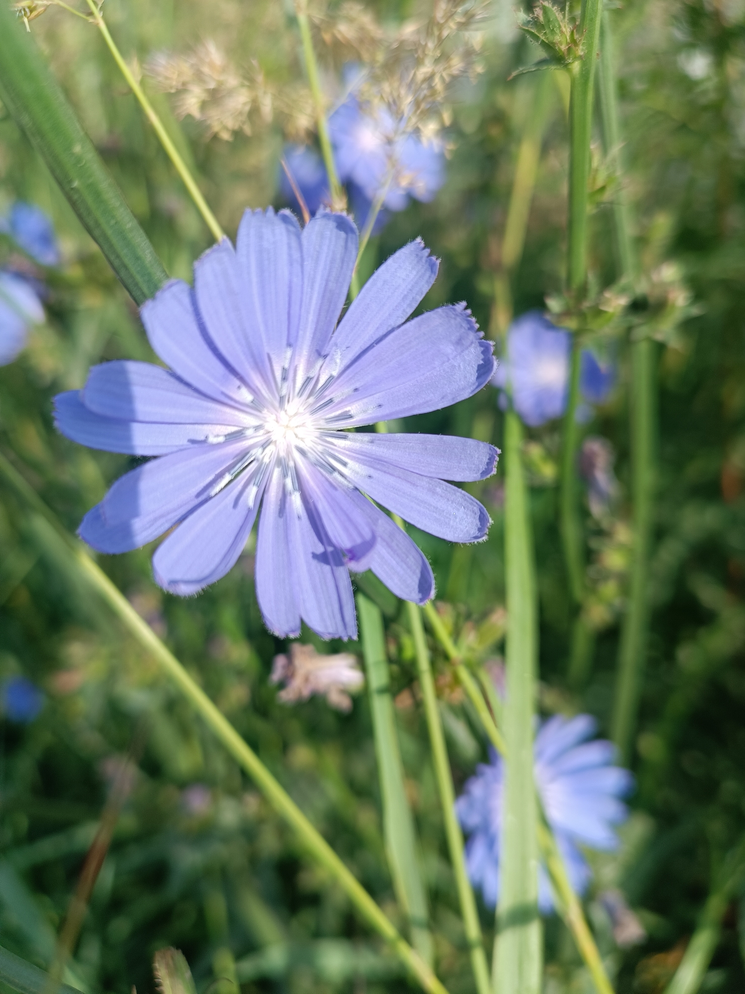 In Chaikovsky, Russia, a close-up, shallow depth-of-field photograph captures a solitary, vibrant blue chicory flower in bloom amidst a meadow of tall green grass and other wildflowers. The flower, with its delicate, petal-like rays radiating from a bright white and yellow center, is the primary subject, positioned slightly off-center to the right. A thick green stem, characteristic of the plant, runs vertically along the left side of the frame, partially obscuring the flower's stem. The background is a soft blur of green foliage and hints of other blue flowers, creating a serene and naturalistic setting. The lighting suggests a sunny day, with soft shadows cast across the flower petals.
