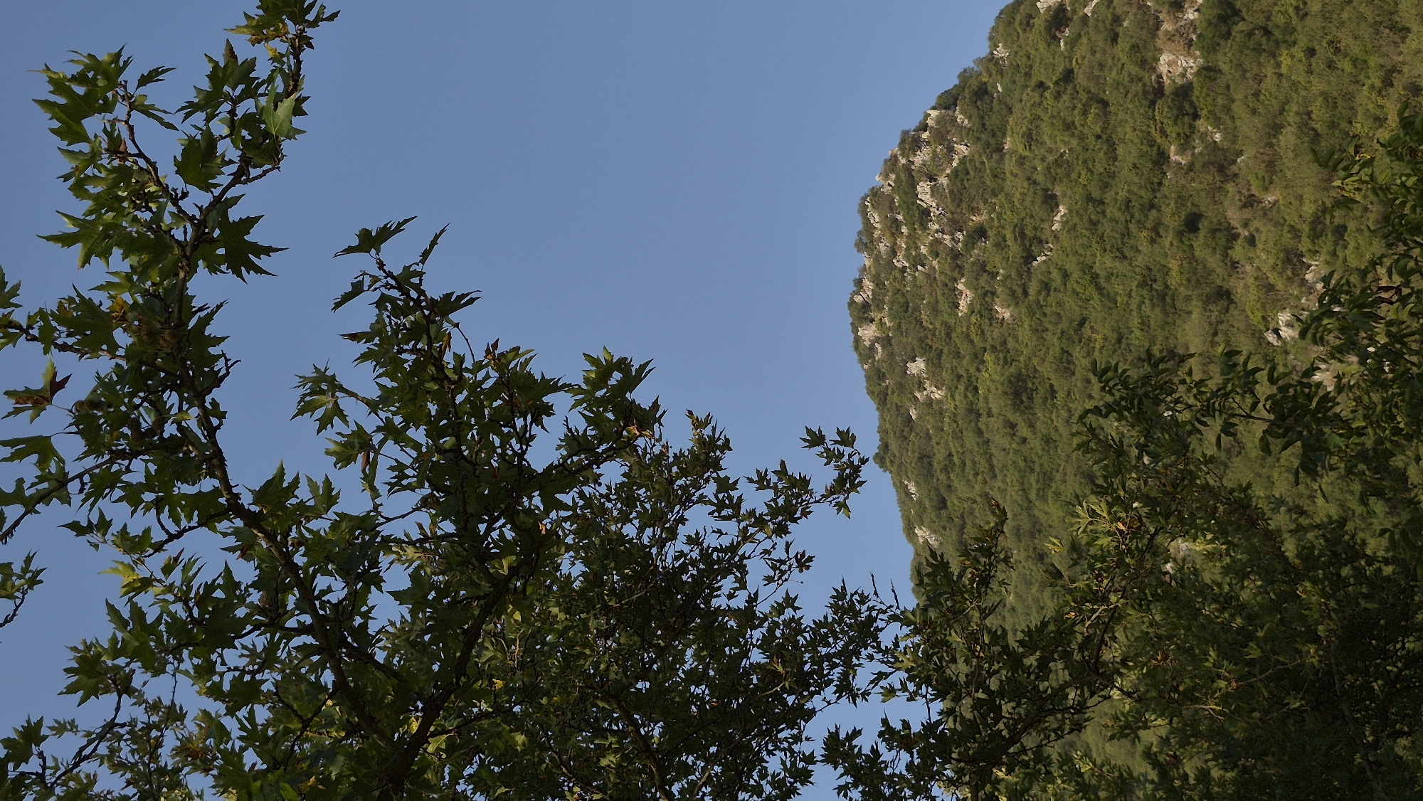 In a natural, outdoor setting under a clear blue sky, a lush green hillside is visible in the background, dotted with rocks. In the foreground, a large tree with dark green leaves and branches extends into the frame from the left side, partially obscuring the view of the hill and sky. The image appears to be a landscape or nature photograph, likely taken during the daytime.