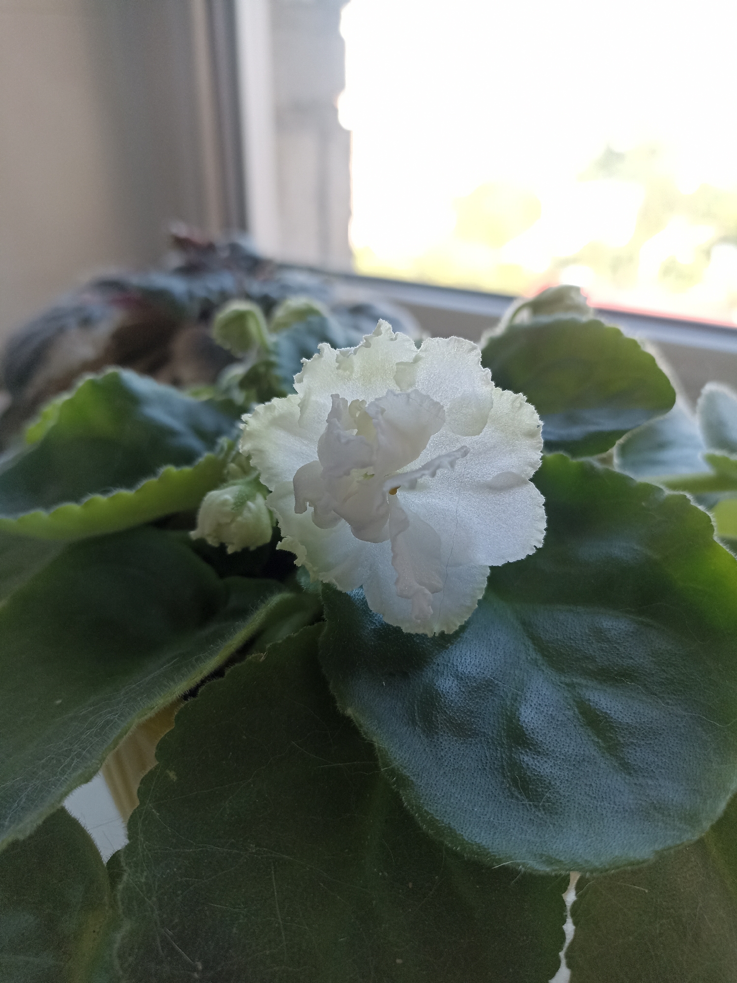 A close-up shot captures a delicate white African violet flower in full bloom, its ruffled petals slightly damp. The flower is surrounded by lush, dark green leaves with velvety textures. Two unopened buds are visible to the left of the bloom. The plant sits in a pot, partially visible at the bottom left of the frame. The background is a softly blurred window with diffused daylight streaming in, hinting at an indoor setting. The overall impression is one of quiet domesticity, possibly on a windowsill in a residential apartment in Novosibirsk, Russia.