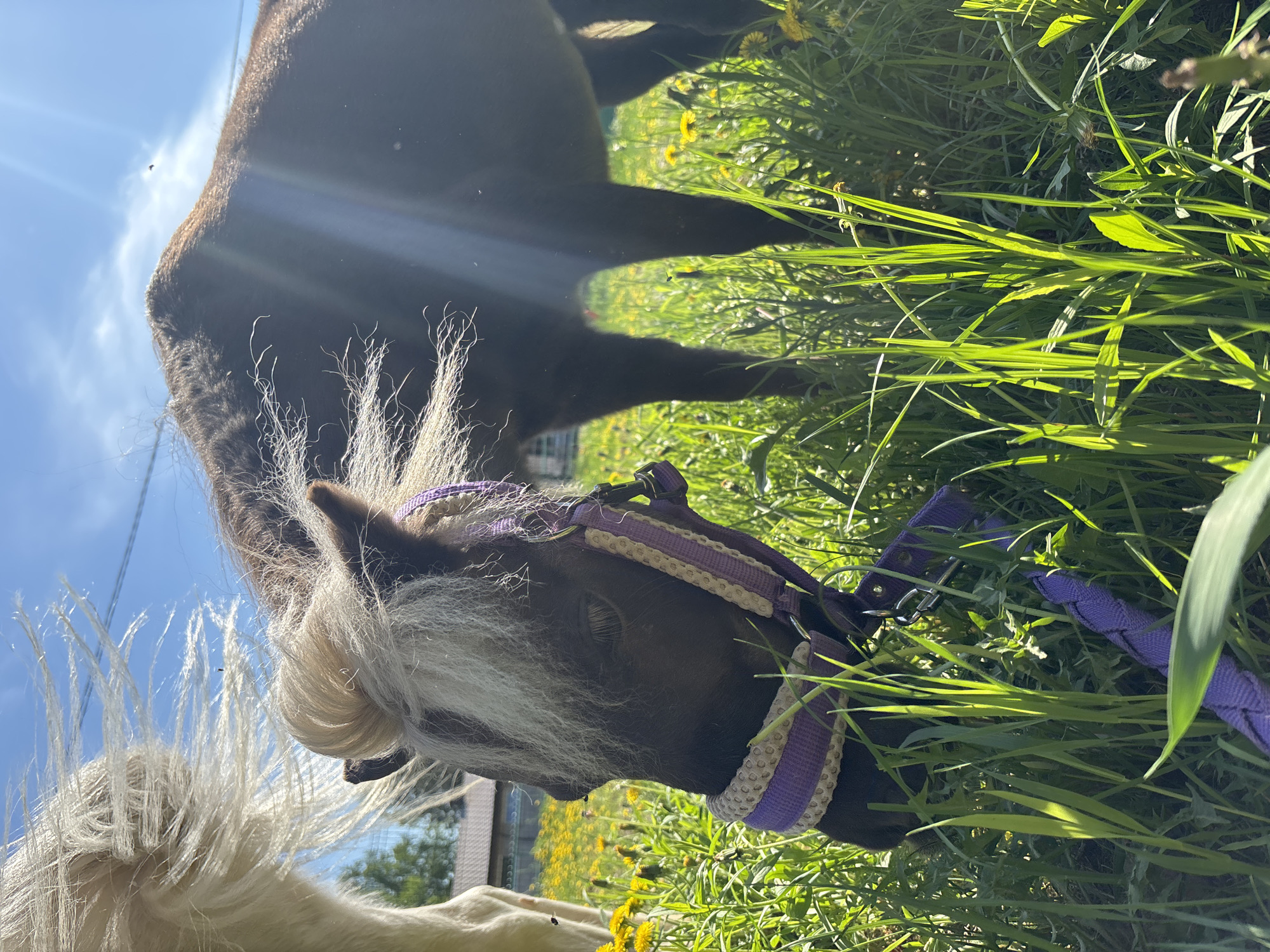 A miniature brown horse with a white mane is eating grass in a field. The horse is wearing a purple halter. The sky is blue with some clouds. The location is Русский Вожой, Russia.
