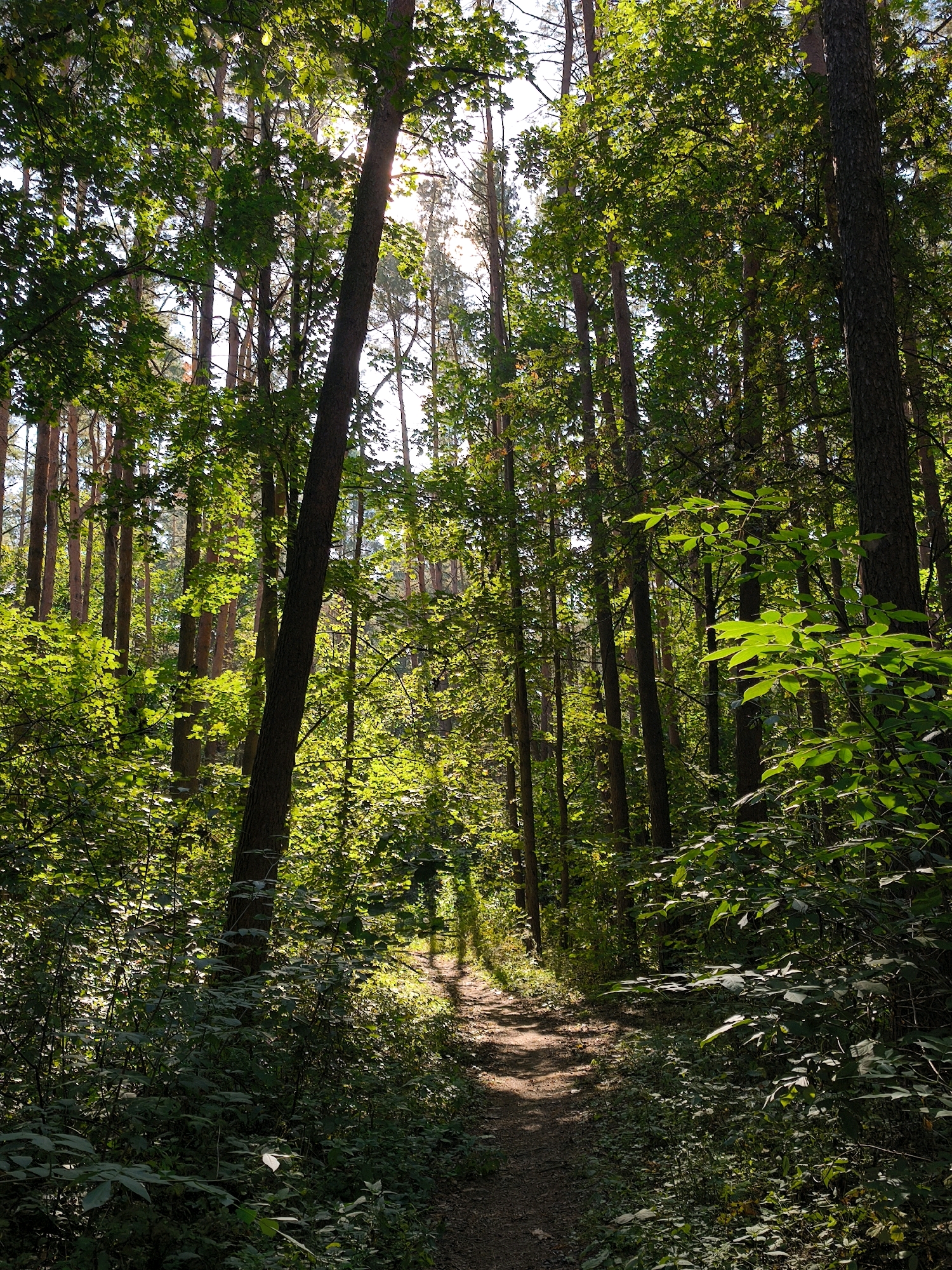 A sun-dappled path winds through a dense forest. Tall, slender trees with green foliage dominate the scene, creating a natural canopy that allows shafts of sunlight to penetrate. The path itself is made of dirt and appears well-trodden. Lush green undergrowth lines the sides of the path, with various plants and leaves creating a textured ground cover. The overall impression is one of a serene, natural environment within a forest. The location is the ethnographic reserve "Starye Darohi" in Mahilyow, Belarus.