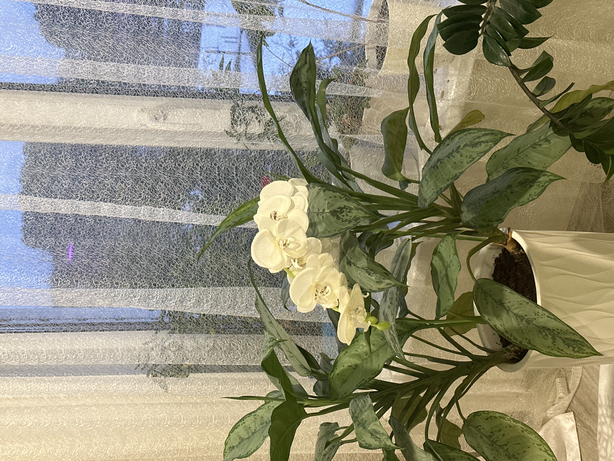A close-up, indoor shot shows a potted plant with green, patterned leaves and white flowers, positioned in front of a window. The window is covered with textured blinds, and a glimpse of the outside suggests a cloudy or overcast day. Another plant with dark green leaves is seen to the side. The scene is well-lit. There is no indication of the location being Chaikovsky, Russia.