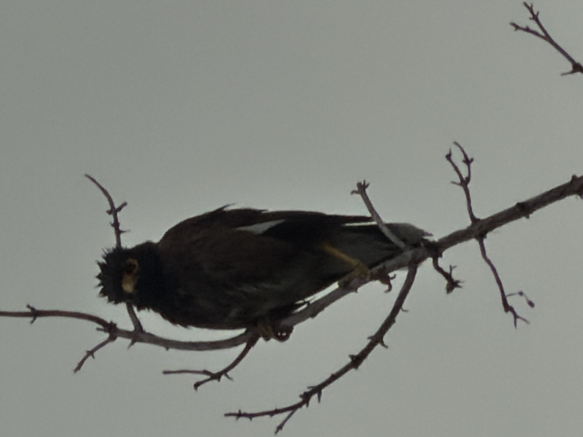 A dark-feathered bird with yellow eyes and a crest of feathers on its head is perched on a thin, bare tree branch against a pale, overcast sky. The bird is facing the camera, its body angled slightly to the right. Its feet are visible gripping the branch. The tree appears to be leafless, with several thin branches extending from the main trunk. The overall scene is monochromatic, with the bird's dark plumage and yellow eyes being the most distinct features. The image was captured in Chirchik, Uzbekistan.