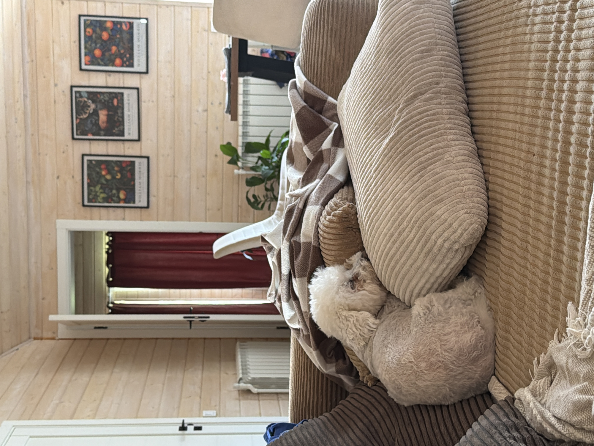 A small, white, curly-haired dog is curled up asleep on a light brown, corduroy sofa. A brown and white checkered blanket is draped over the dog and the sofa. In the background, a doorway with red curtains is visible, and a plant sits on a table near a radiator. Three framed prints hang on a wooden-paneled wall above the sofa. The scene appears to be an indoor setting, likely a living room.
