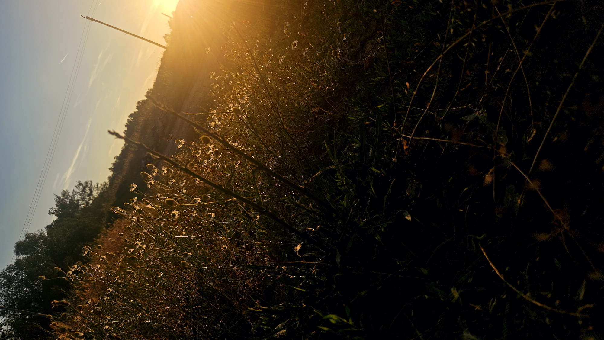 The image depicts a low-angle view of a field of small, white wildflowers against a backdrop of trees and a bright sunset. The sun, a brilliant orange, is setting on the right side of the frame, casting long shadows and illuminating the flowers and foliage. A utility pole and power lines are visible in the distance, suggesting an outdoor, possibly rural or suburban, setting. The foreground is dominated by dark, shadowed vegetation, contrasting with the brightly lit flowers and sky. The sky is a gradient of blue and orange, with wispy clouds and a contrail from an airplane.