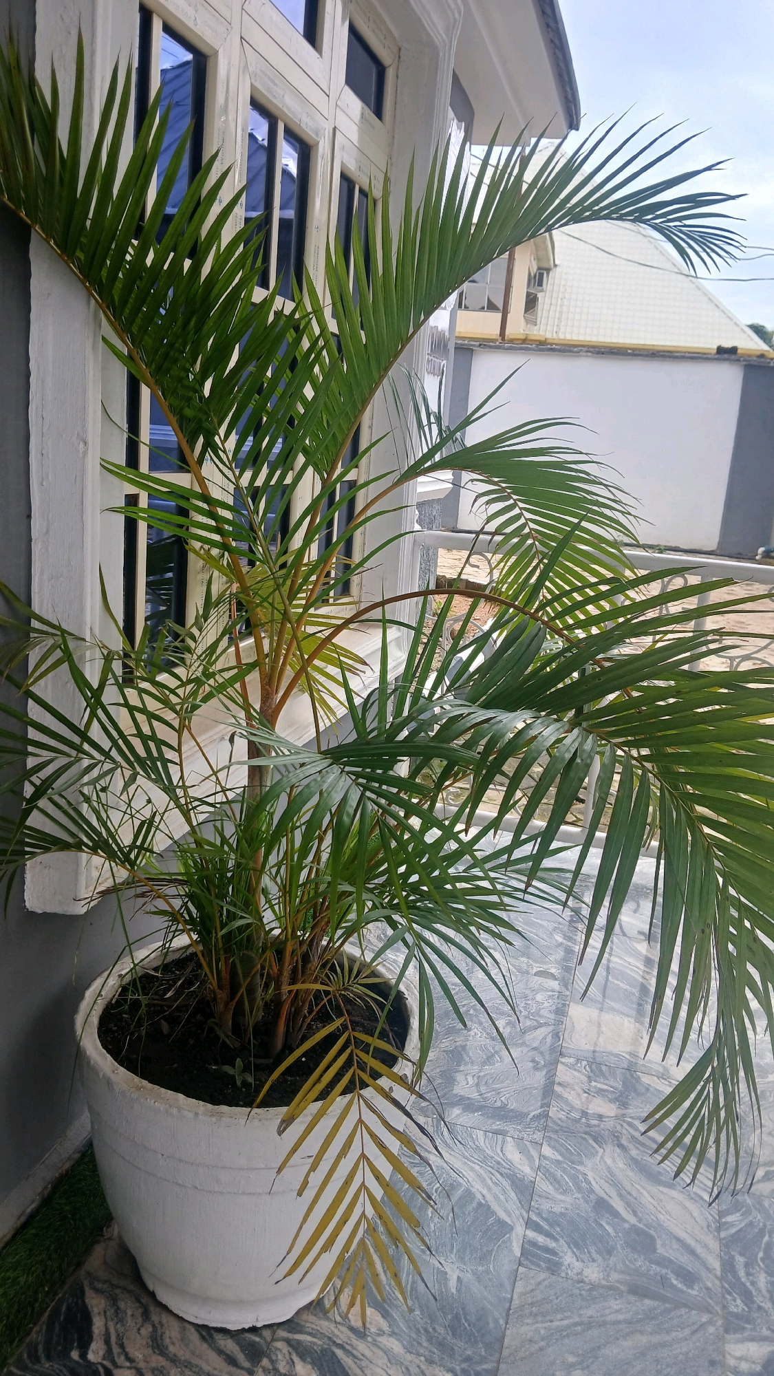 A potted palm tree is situated outdoors next to a building with a white window frame and dark glass panes. The palm has several green fronds, some of which are drooping, and one yellowed frond is visible near the bottom of the pot. The plant is in a large, white, cylindrical pot. The ground beneath the pot is covered in marble-patterned tiles. In the background, part of a roof and a white wall are visible. The sky is overcast.