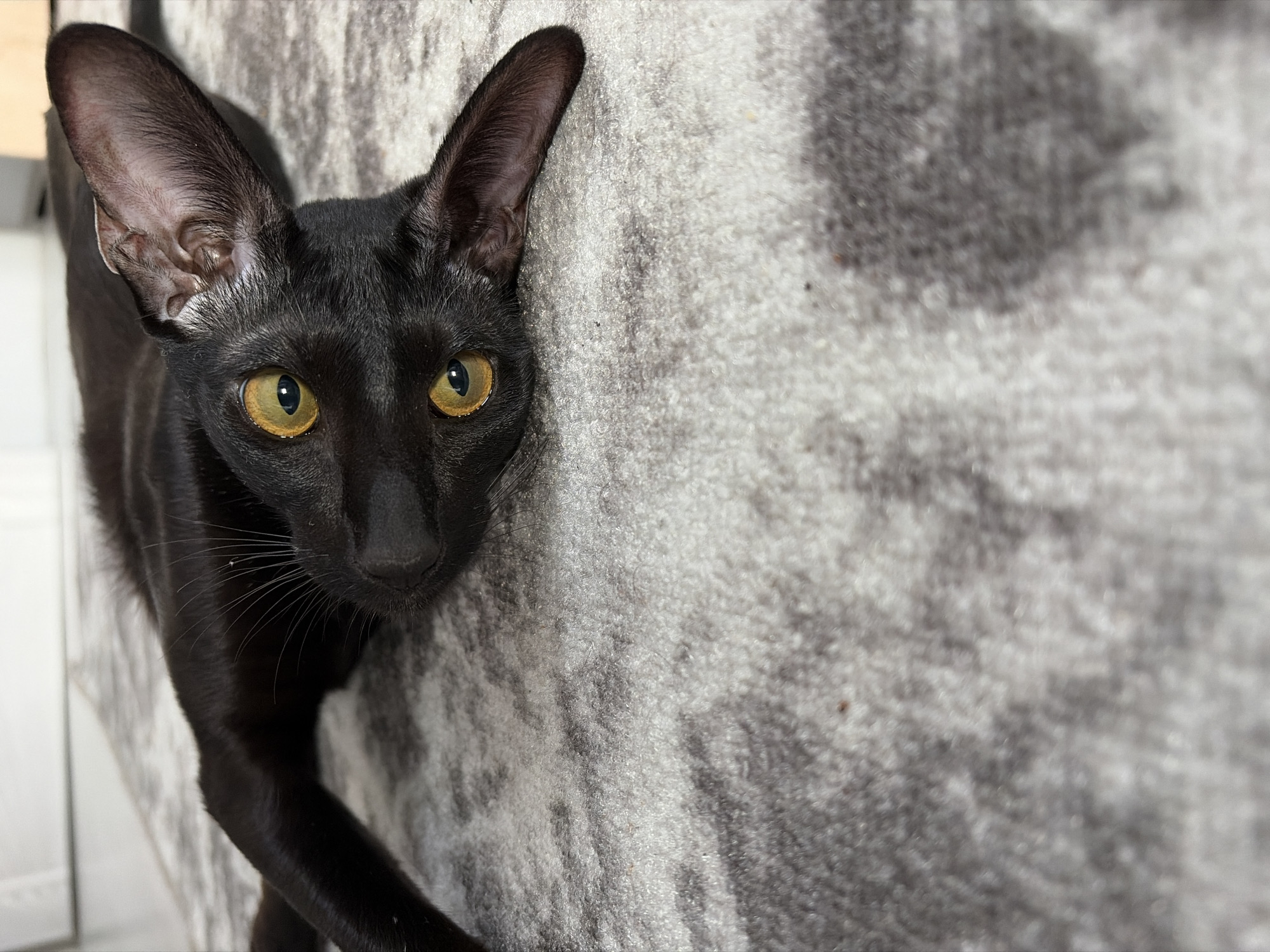 A black, short-haired feline, consistent with an Oriental Shorthair breed, is depicted lying on its back or side on a patterned gray and white area rug. The animal's head is turned to face the camera directly, featuring prominent amber-yellow irises and large, pointed ears with visible internal folds. Its black fur is sleek, and whiskers extend from its muzzle. The upper body of the feline extends upwards and to the left, partially out of the frame. The rug beneath it has an irregular, abstract pattern of light gray and white, with small dark specks of debris visible on its surface. A blurred white planar surface is visible in the upper-left background of the image. The scene is an interior location in the city of Chaikovsky, Russia.
