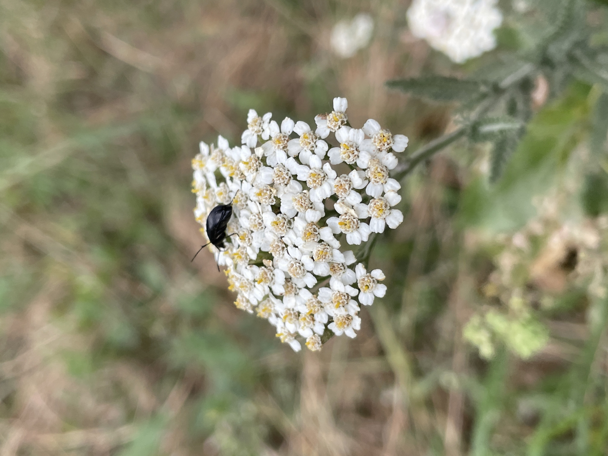 A black beetle is perched on a cluster of small white flowers with yellow centers. The flowers are arranged in a flat-topped cluster, characteristic of yarrow. The background is a soft blur of green and brown foliage, suggesting an outdoor, natural setting. The image is a close-up shot, focusing on the insect and the flower. No specific location in the city of Cahul, Moldova, can be determined from the visual information provided.