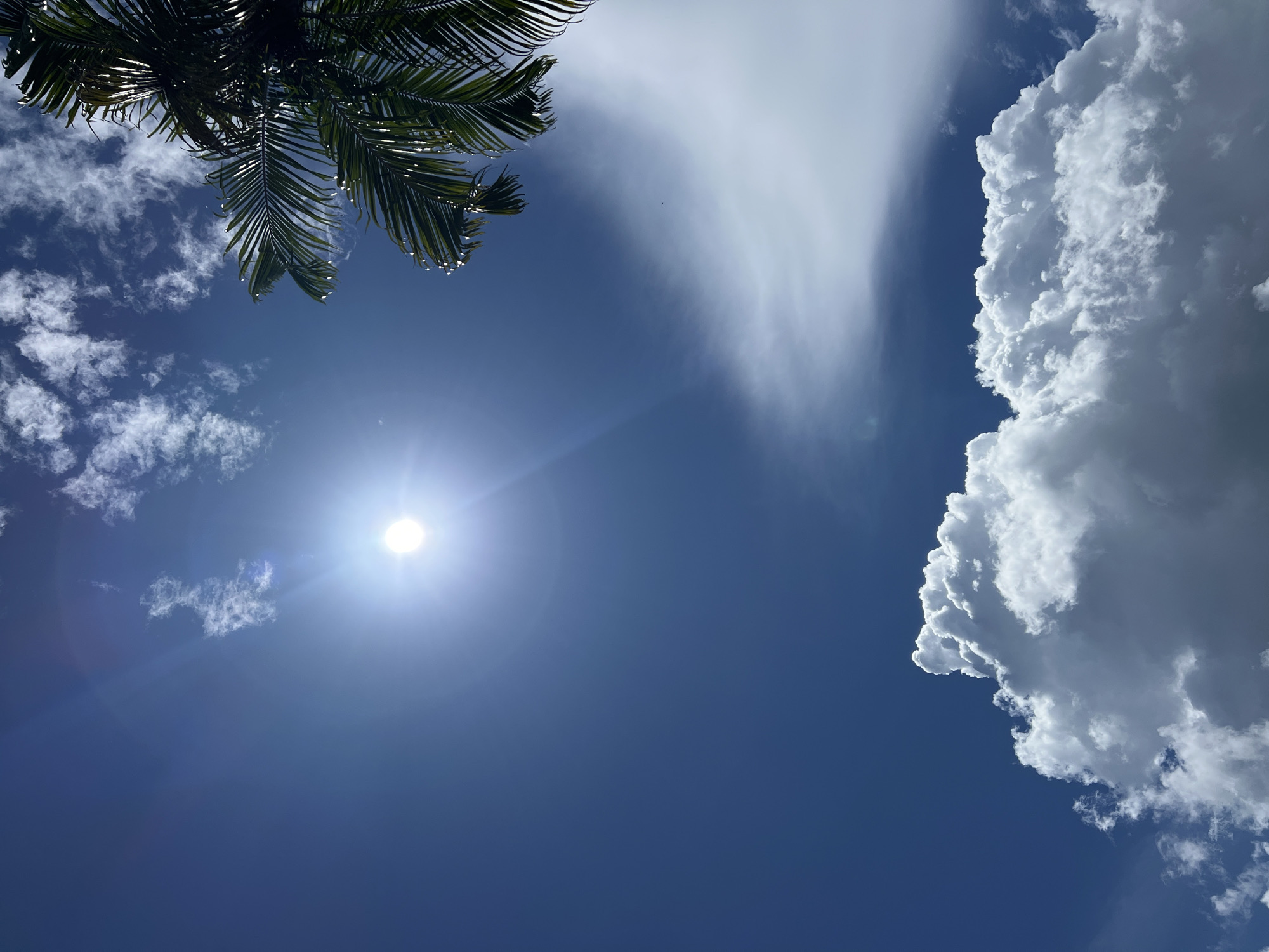 The image is a low-angle shot of a clear blue sky with scattered white clouds. The sun is visible as a bright, luminous orb in the upper left quadrant, casting a lens flare. The fronds of a palm tree are visible in the upper right corner, silhouetted against the sky. In the lower portion of the image, a large, fluffy cumulus cloud dominates the foreground, while a wispy, elongated cloud stretches across the middle ground. The overall impression is one of a bright, sunny day.