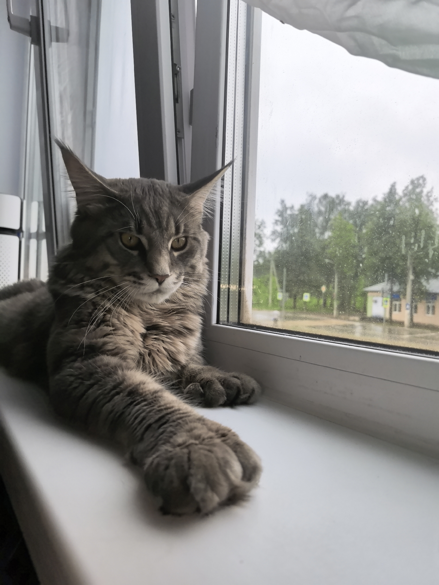 A grey Maine Coon cat lies on a white windowsill, looking out of a window on a rainy day. Outside the window, across a wet road, is a low building with a grey roof and beige walls. A few trees are visible in the background. The location appears to be a small town.