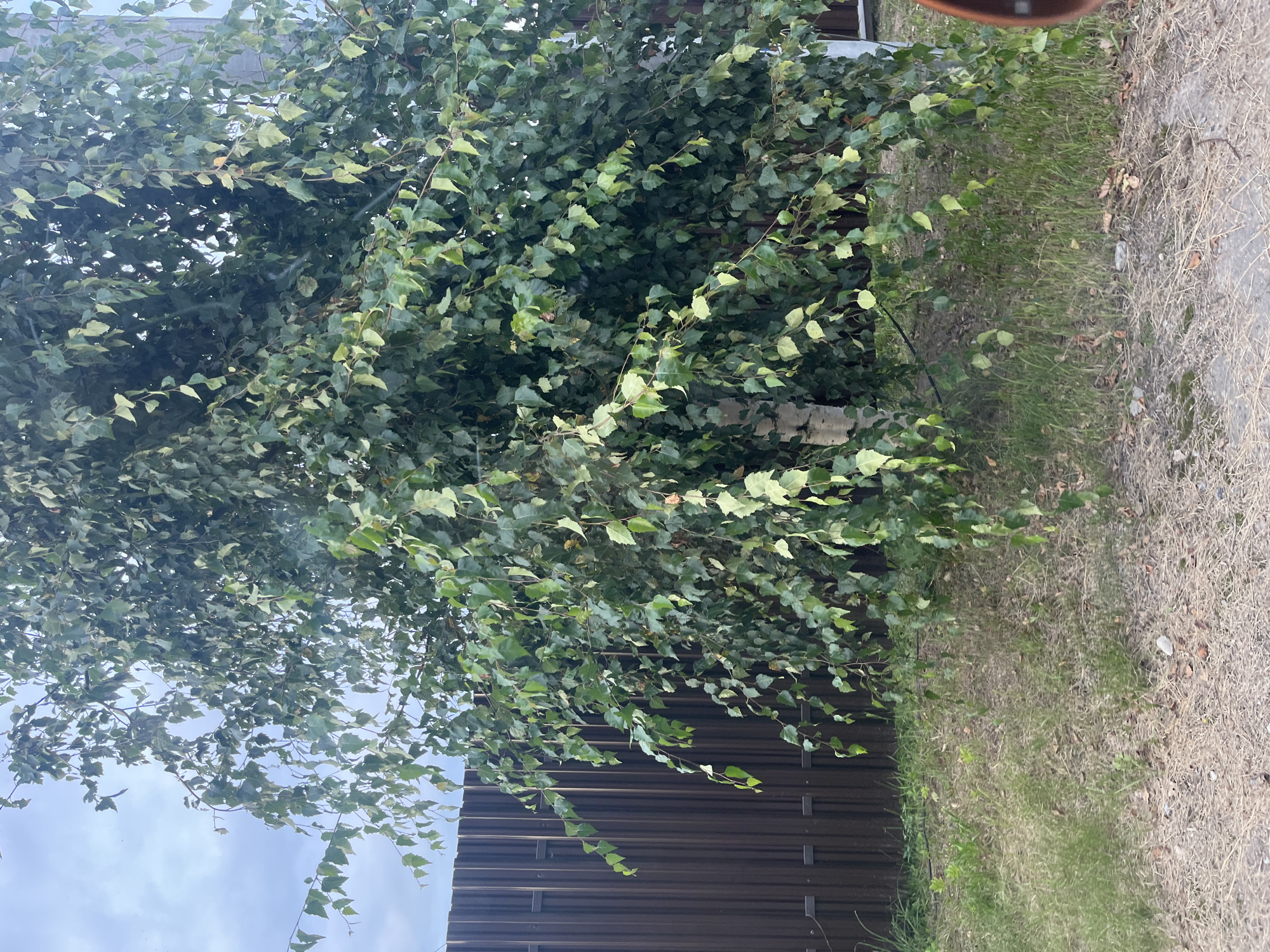 In Vladimirovka, Russia, a medium-sized birch tree with abundant green foliage and some yellowing leaves stands in front of a dark brown corrugated metal fence. The ground around the tree is covered with dry grass, fallen leaves, and some small stones. The sky above is overcast with visible clouds. The image depicts a natural outdoor scene with elements of a residential or property boundary.