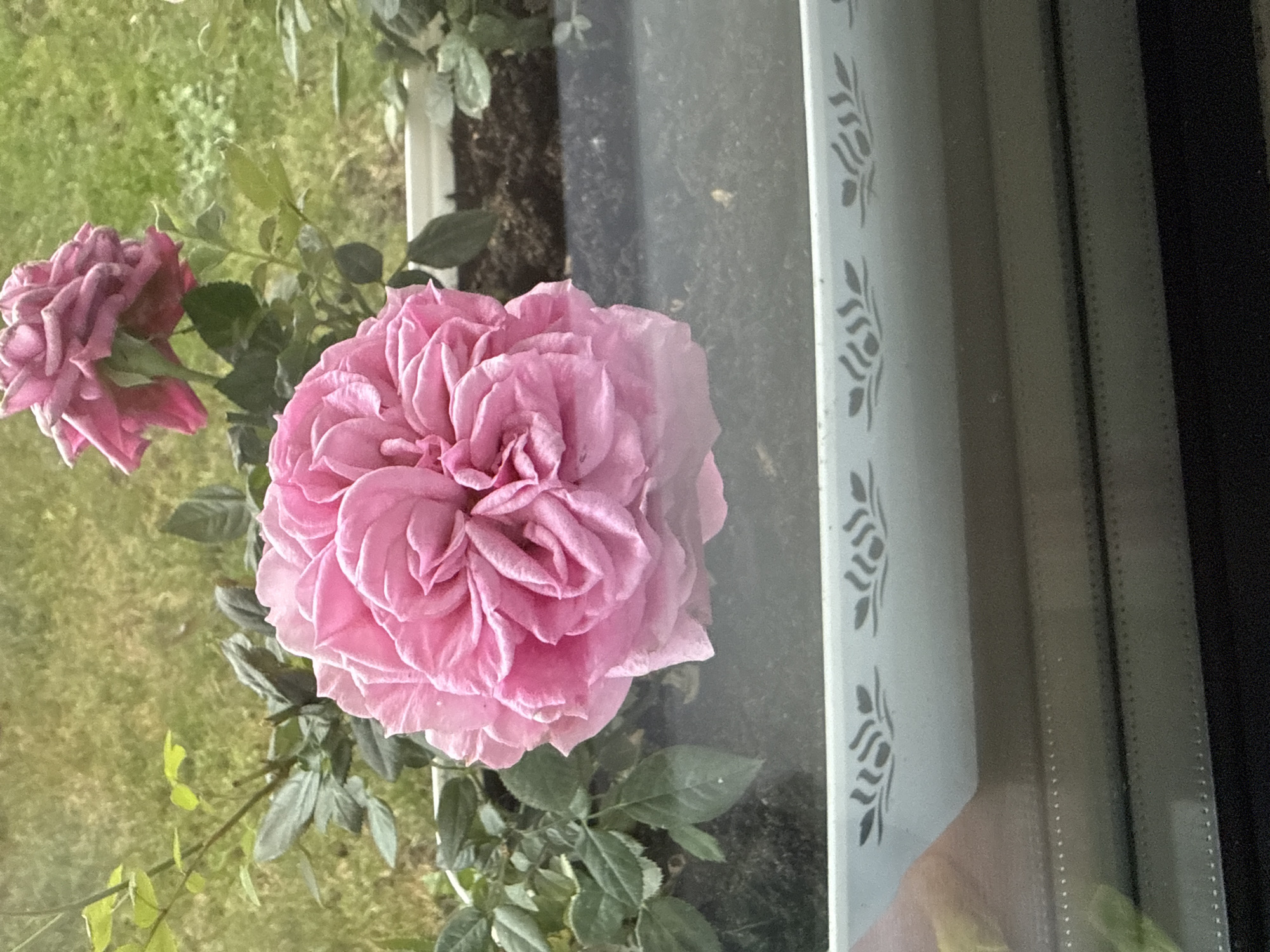 This image, captured in Sofia, Bulgaria, presents a close-up, slightly tilted view of two pink roses and their green foliage, observed from indoors through a window. The main subject is a large, fully bloomed pink rose, rich in intricate, ruffled petals, dominating the center-right of the frame. To its left and slightly further back, a second, smaller rose of a darker pink hue is visible, appearing somewhat more mature or wilted.
The roses are set against a soft-focus background of lush green grass, indicating an outdoor garden or planter. On the right side of the image, a prominent white window frame features a repeating decorative pattern of stylized leaf or floral motifs. Below this patterned section, the window pane reveals reflections, including what appears to be a light-colored hand or finger in the bottom-right corner. The glass itself shows minor dust or smudges. Beyond the pane, a darker, indistinct area is visible, likely the interior of the room or a shadowed space. The natural lighting suggests a bright daytime setting. There is no visible text in the image.