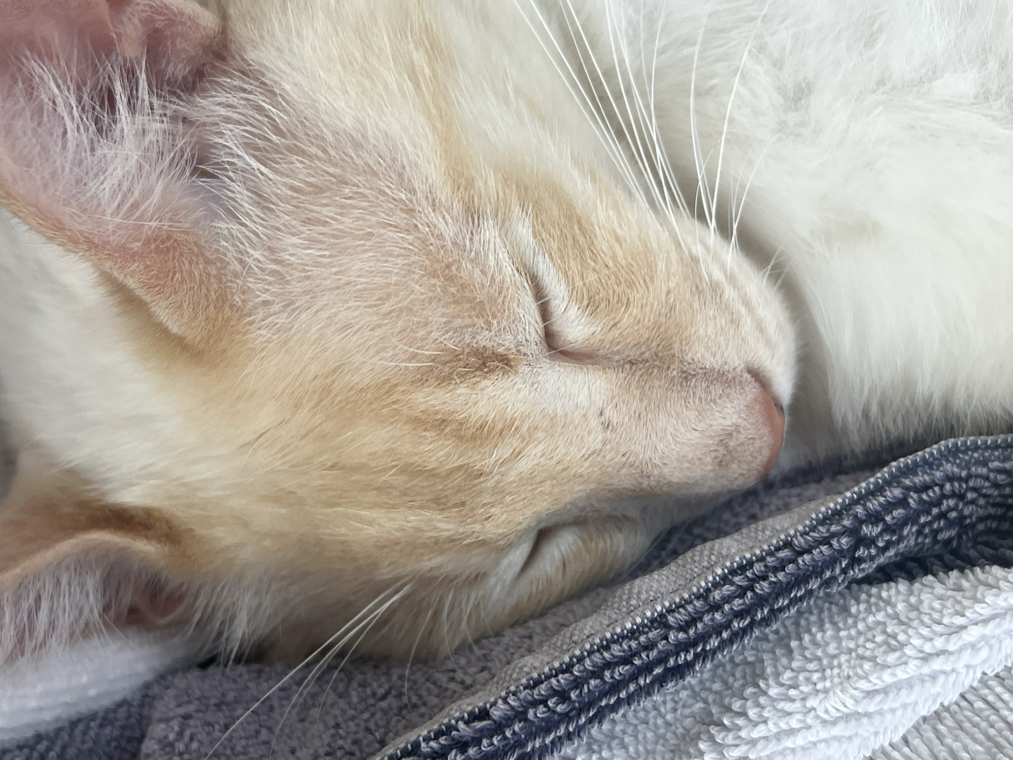 A close-up, eye-level shot shows a ginger and white cat sleeping on a striped towel. The cat's eyes are closed, and its fur is light orange and white. The towel is folded and has stripes of white, dark gray, and blue. The image is well-lit and appears to be taken indoors. There is no indication of the location being Sochi, Russia.