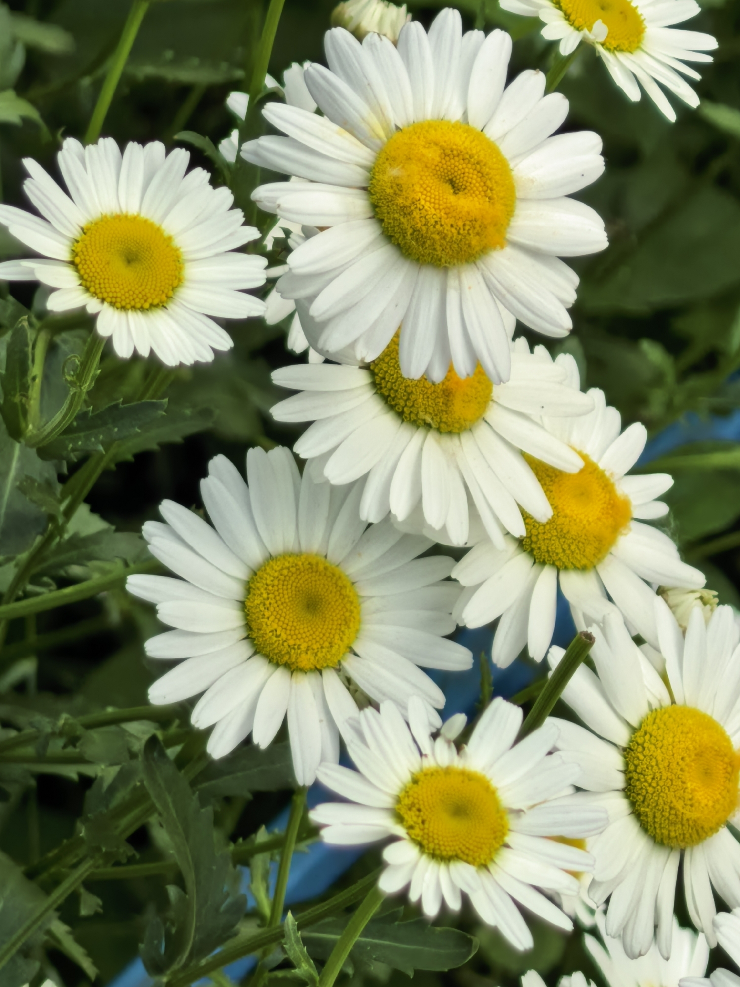 Multiple white daisy-like flowers with bright yellow central disks are depicted in a close-up, vertical composition. The flowers are densely clustered, with several in sharp focus in the foreground, showcasing their numerous elongated white ray florets. Green foliage, including stems and serrated leaves, forms a blurred background, suggesting an outdoor garden or natural setting. A distinct blue element, possibly a man-made object or surface, is partially visible behind the flowers in the lower-right and central-right portions of the frame. No individuals are present. The scene is illuminated by natural light. The image itself contains no specific geographical identifiers linking it to the city of Sterlitamak, Russia.