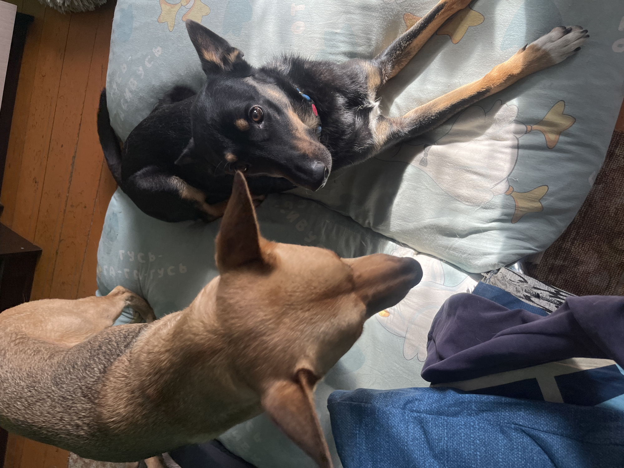 This is a high-angle, medium shot of two dogs indoors, possibly in a domestic setting in Nizhny Tagil, Russia. The dog in the foreground on the right is a black and tan mixed breed with tan markings on its face, legs, and chest. It is lying on its side on a light blue pillow with a cartoon duck print, facing towards the left of the frame. The dog is wearing a blue and red collar. The other dog, on the left, is a tan mixed breed, seen from its hindquarters and back, and its head is turned towards the other dog. It is standing on a wooden floor and is partially on the pillow. The background shows a wooden floor and some items of clothing, including a blue and a purple garment. The lighting suggests it is daytime with sunlight casting shadows.