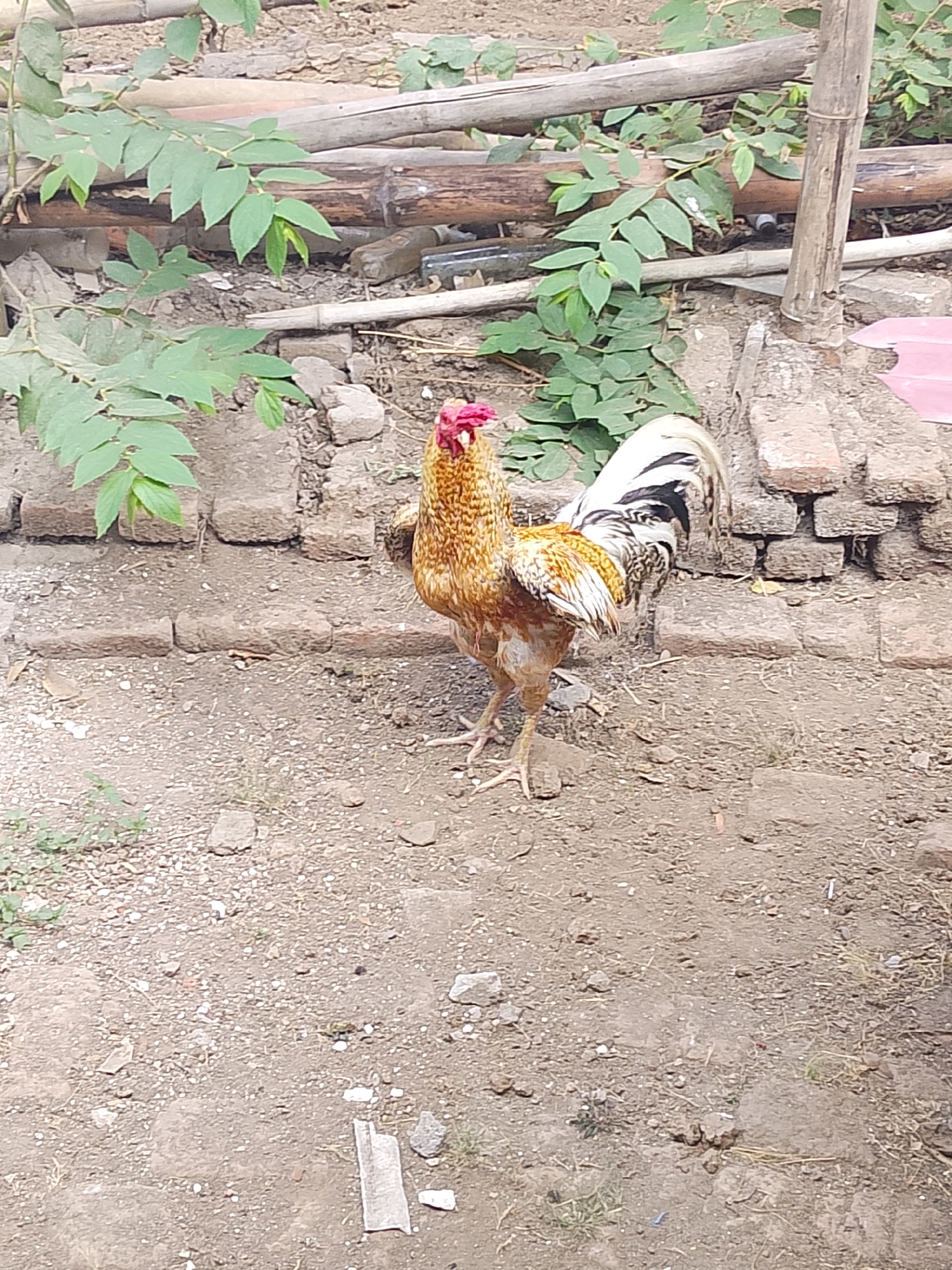 A rooster stands on the dirt ground, facing the camera. The rooster has brown and gold feathers, with black and white tail feathers. Its comb is red. The background is made up of dirt and bricks, with some greenery and bamboo in the distance.