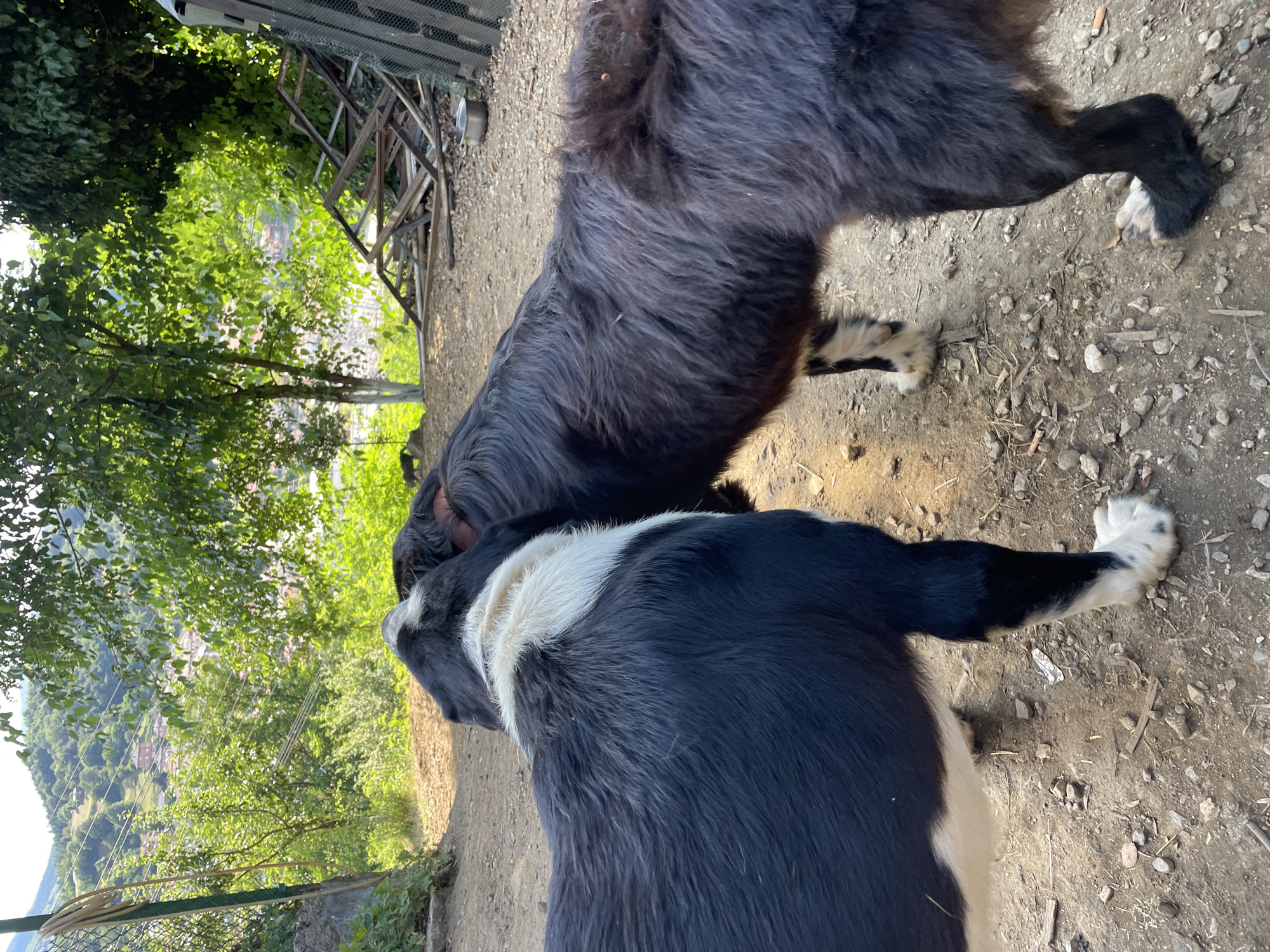 Two dogs are in the foreground, with their heads touching. The dog on the left is predominantly black with a white blaze on its chest and white paws. The dog on the right is mostly black with some brown tones in its fur and white paws. The ground is a mixture of dirt and gravel, with some scattered leaves and small branches. Behind the dogs, a fence with a coiled hose can be seen. Further in the background, there are trees, some scattered wooden structures, and a view of a town with buildings nestled on a hillside. The overall setting appears to be a rural or semi-rural area, possibly a yard or courtyard, with a mountainous or hilly landscape in the distance. The scene is illuminated by natural daylight, suggesting it was taken during the day.