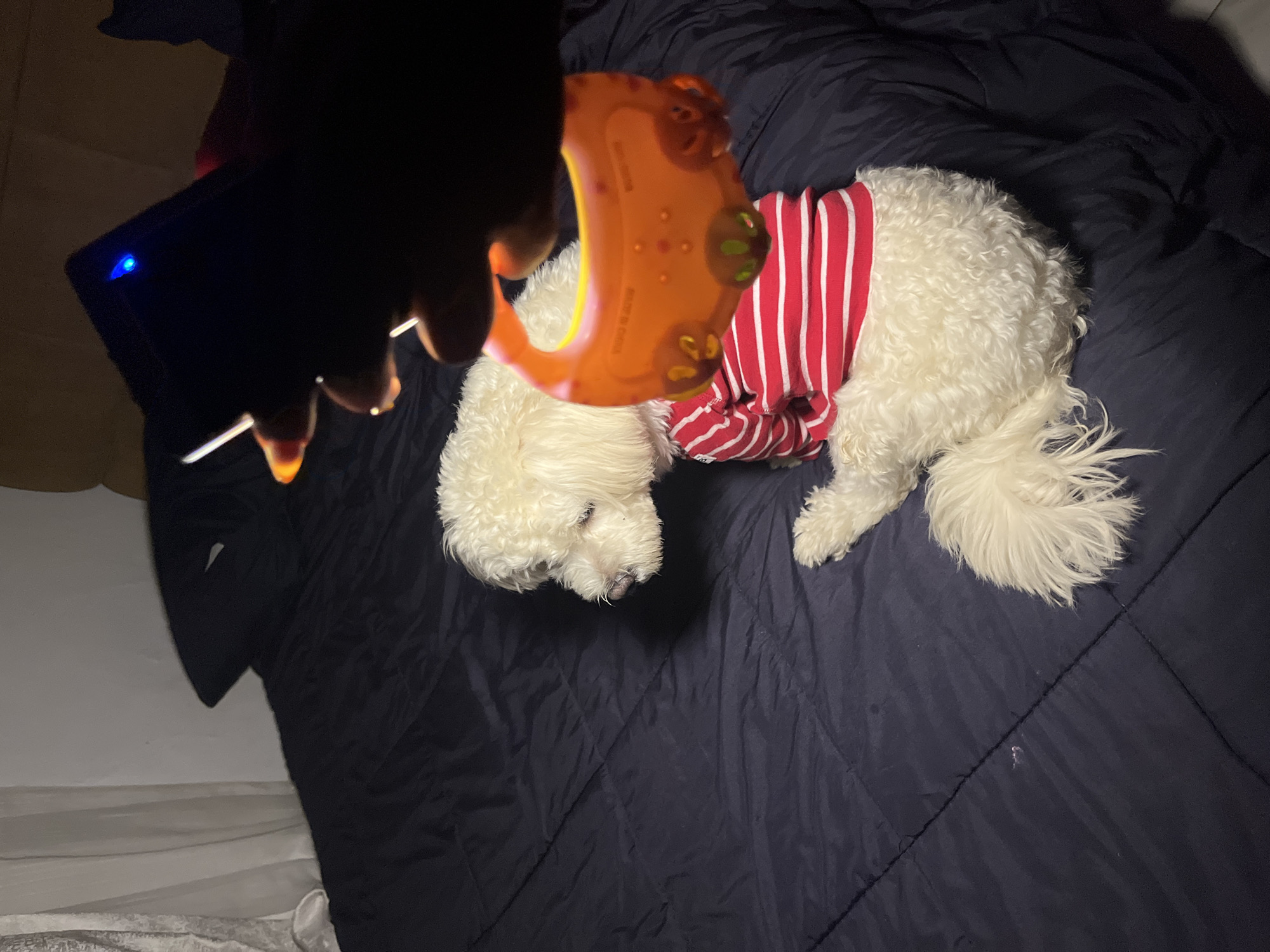 In a bedroom in Abuja, Nigeria, a white poodle-like dog wearing a red and white striped shirt sits on a dark blue comforter. The dog is looking to the left of the frame. A hand, with orange-tipped fingernails, holds a bright orange dog toy above and in front of the dog. The toy has a loop handle and several circular indentations. A dark electronic device with a small blue light is also visible in the upper right corner, held by the same hand. The background consists of a white wall and a portion of a headboard.