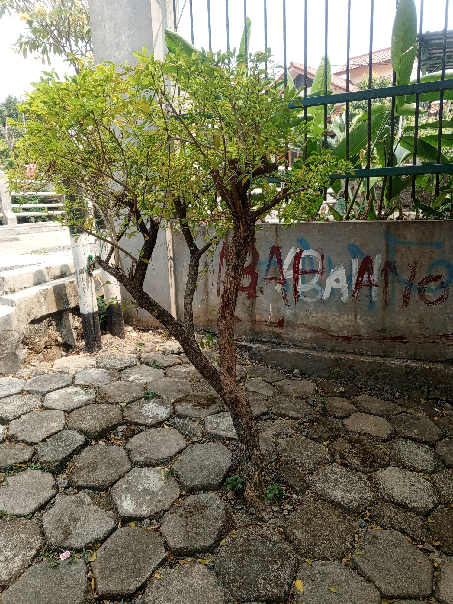 In Depok, Indonesia, a narrow tree with brown bark and green leaves stands on a path paved with irregularly shaped gray stones. Behind the tree, a concrete wall is covered in graffiti in red and blue paint, with the word "ABABANO" clearly visible. A green metal fence with vertical bars runs along the top of the wall, with large green leaves and house roofs visible beyond it. To the left of the tree, concrete steps lead upwards, and a white pole with black and white stripes stands near the steps. The scene is lit by daylight, casting shadows on the ground.