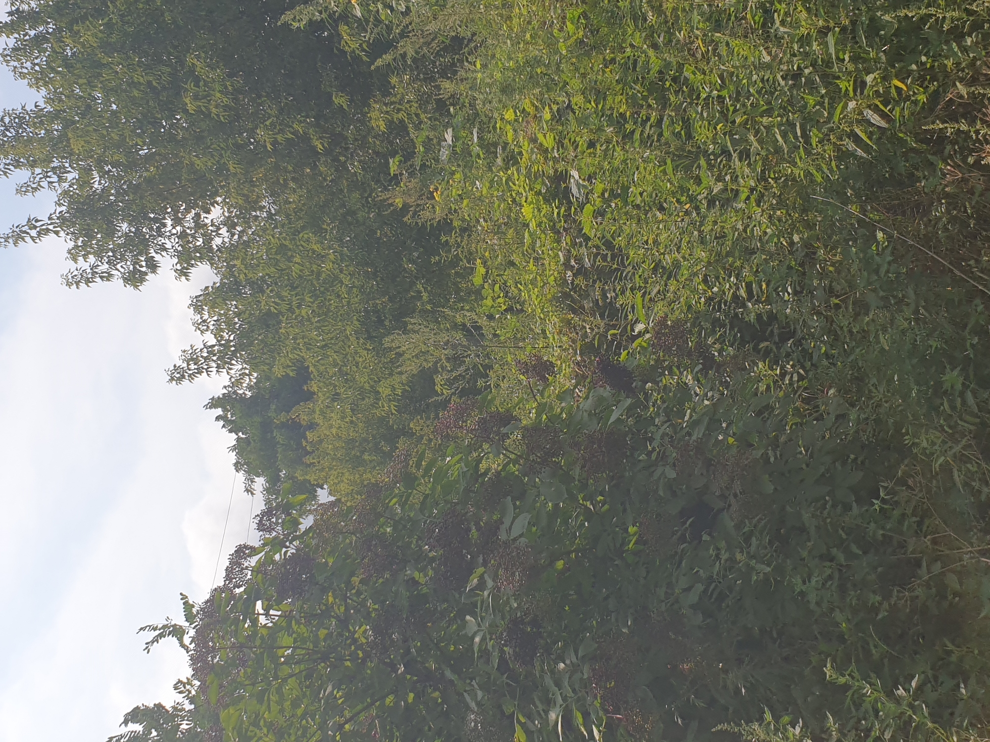 The image depicts a dense thicket of greenery, primarily consisting of trees and undergrowth, under a bright, partly cloudy sky. The vegetation is lush and appears to be in a natural, untamed state. On the left side of the image, a tree with dark berries or fruits is prominent. The overall impression is of a wild, overgrown area. The specific location within Lozovyi Yar, Ukraine, is not determinable from the visual information provided. There are no people, animals, or man-made structures clearly visible in the scene. The environment appears to be a natural landscape, possibly a park, forest edge, or uncultivated land.