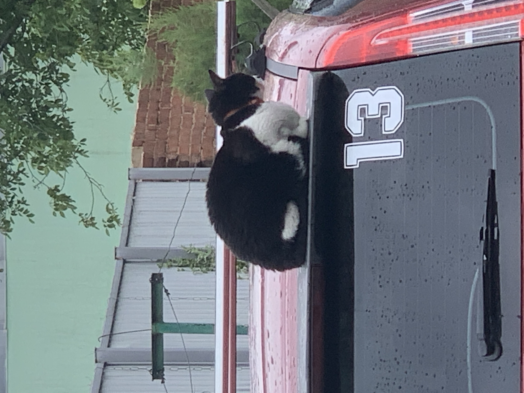 A black and white cat is sitting on the back of a red car with the number 13 on it. The car is parked in an unknown location in an unknown city. There is a building and trees in the background.