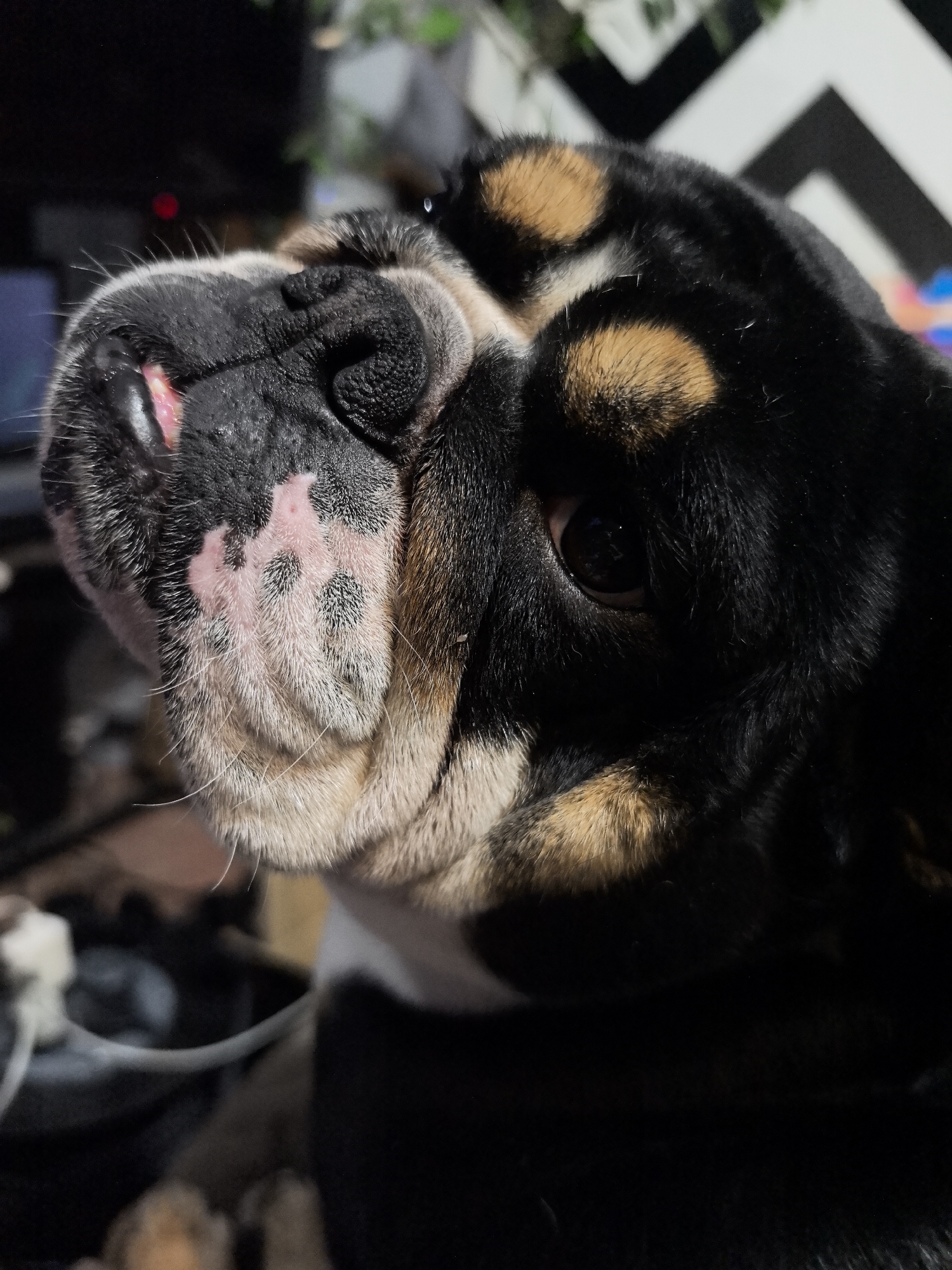 A close-up portrait depicts the head and upper chest of a brachycephalic dog, consistent with a Bulldog breed, featuring a black, tan, and white tri-color coat. The dog's head occupies the majority of the frame, angled upwards and to its left. Its short, broad muzzle presents a prominent black nose with visible nostrils, surrounded by dark fur and skin wrinkles. A small portion of pink mucous membrane or the tip of the tongue is visible above its upper left lip. Patches of pink skin with sparse black spotting are evident through the white fur on its jowls and around its mouth. The dog's right eye, dark and partially obscured by fur and skin folds, is directed towards the upper left. Numerous long, white vibrissae (whiskers) protrude from its muzzle and brow. The fur on its head and visible chest is primarily black, with distinct tan markings above its eyes and on its cheeks, and white fur on its lower muzzle extending to a patch on its chest.
The background is heavily blurred and dimly lit, indicating a shallow depth of field in an indoor setting. Visible blurred elements include a black and white geometric pattern in the upper right, a faint reddish light source in the upper left, and indistinct dark shapes with some lighter outlines (possibly cables or other objects) in the lower left. No human subjects or direct interactions are depicted. The image does not contain any discernible geographic markers, architectural features, or signage that would allow for the identification of the specific location as Noviy, Russia, or any other city.