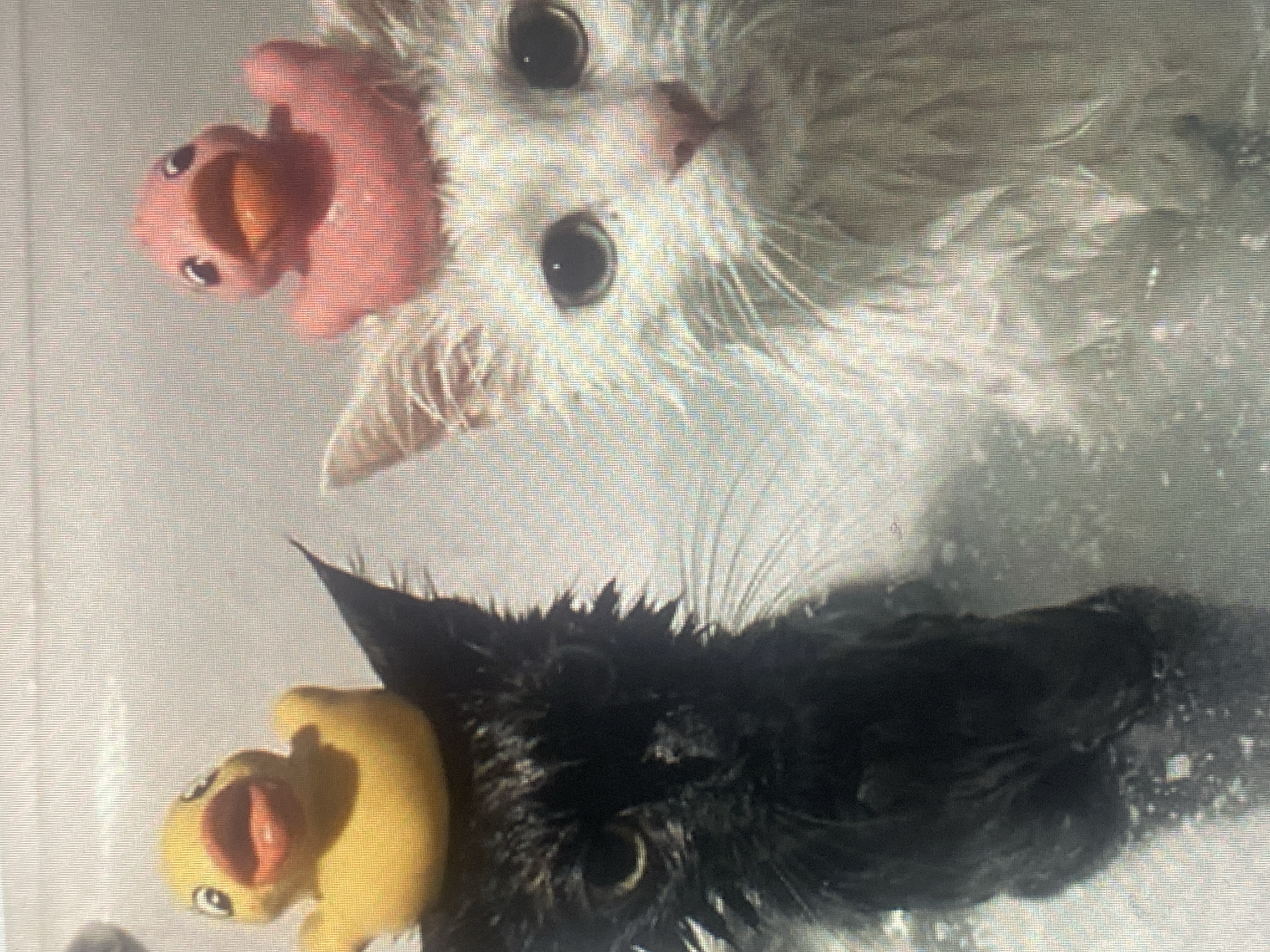 Two wet cats, one black and one white, are in a bathtub, each wearing a rubber duck toy on its head. The black cat is on the left, and the white cat is on the right. The background is a light-colored surface, likely the bathtub wall. There is no indication of the location in Rybnitsa, Moldova.