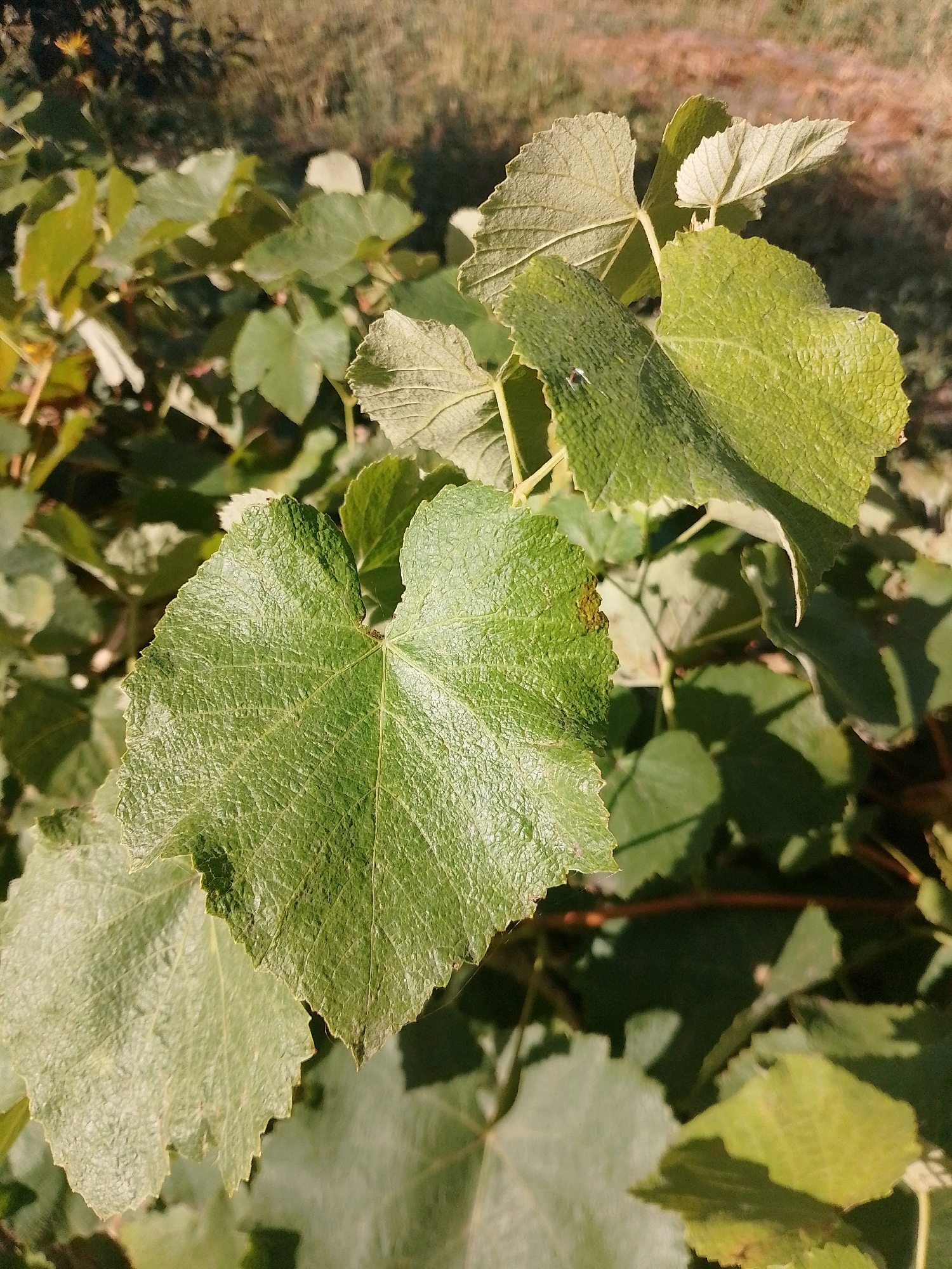 A close-up shot focuses on several green grape leaves against a blurred background of more foliage and dry grass. The leaves are broad, heart-shaped, and have serrated edges. The surface of the leaves appears textured and slightly wrinkled, with visible veins. One leaf in the foreground has a small, dark spot near its edge. The lighting suggests a sunny day, casting shadows on some of the leaves. The image was taken in Myrhorod, Ukraine, within a natural outdoor setting, possibly a garden or vineyard. There are no people or visible actions in the scene.