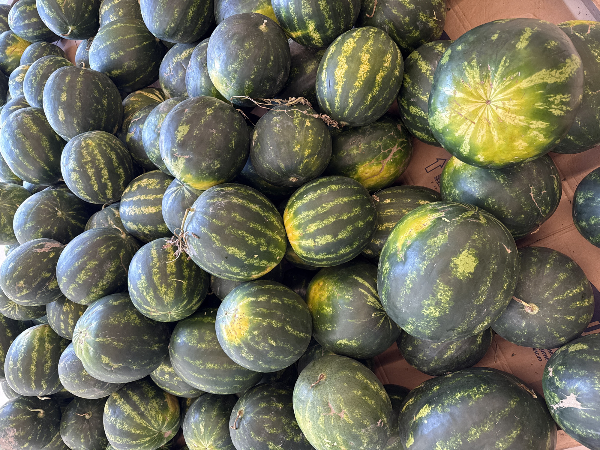 A close-up, overhead view captures a large pile of ripe watermelons, predominantly dark green with lighter green stripes, filling the frame. The watermelons vary in size and shape, some round and others oblong. The texture of the rind appears smooth and slightly glossy. A few of the watermelons show yellow patches, indicating ripeness. The watermelons are stacked on top of each other, resting on a brown, textured surface, likely cardboard, suggesting a market or storage setting. The lighting is bright, illuminating the details of the fruit. There are no people or animals present in the image. The scene is static, focusing solely on the abundance of watermelons. The location is identified as the city of Lokbatan, Azerbaijan.