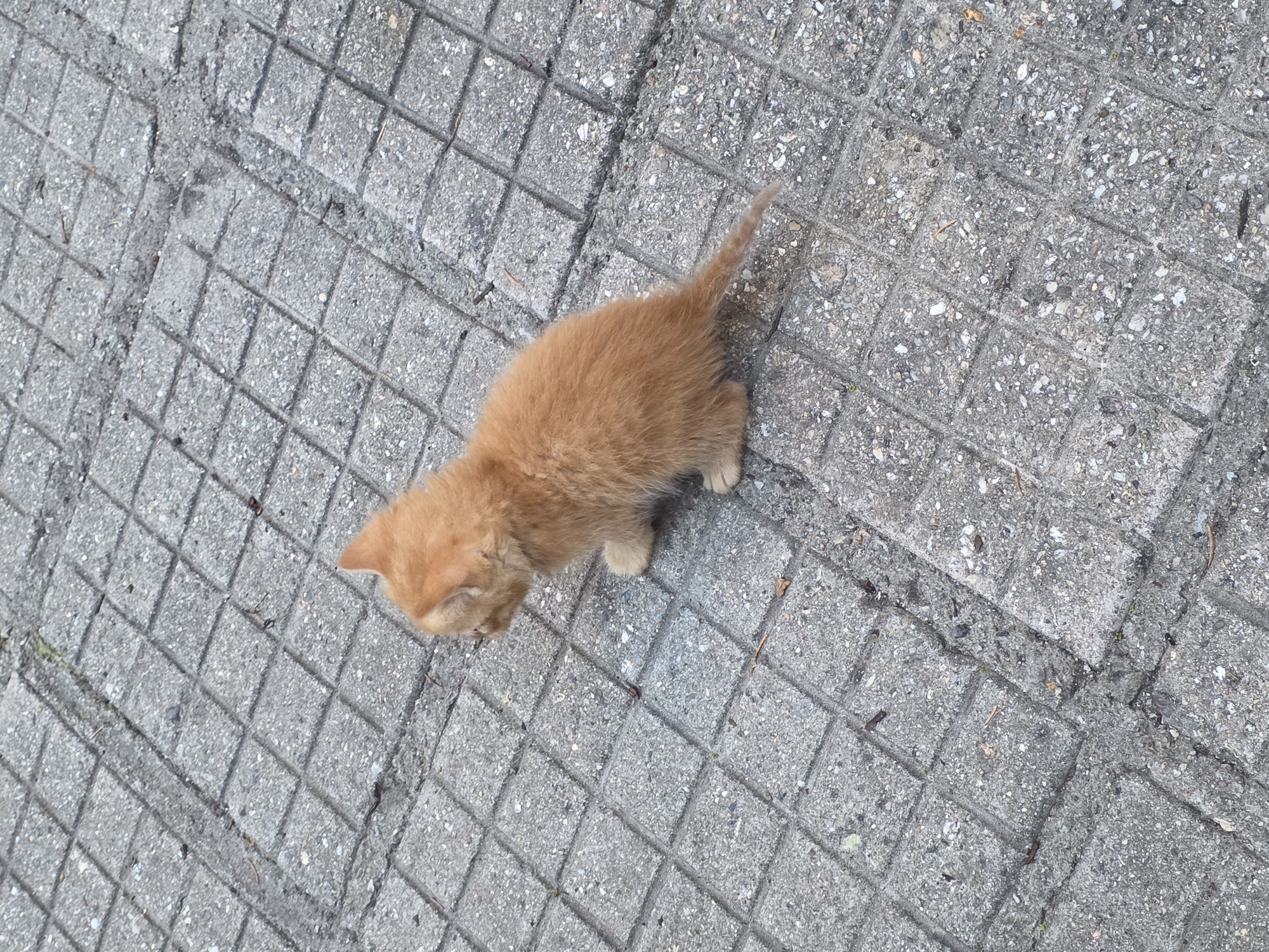 A small, ginger kitten stands on a gray, concrete sidewalk. The sidewalk is composed of square tiles with a textured surface. The kitten is facing downwards and to the left of the image. This image was taken in Yagodovo, Bulgaria.