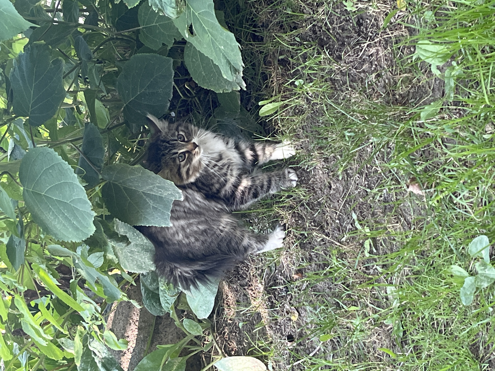 A young tabby kitten with white paws stands partially hidden behind lush green foliage. The kitten is looking towards the camera with wide, curious eyes. The ground beneath it is a mix of dirt and grass, with some dry leaves scattered around. The scene appears to be outdoors, likely in a garden or park setting. There is no discernible information regarding the location in Minsk, Belarus.