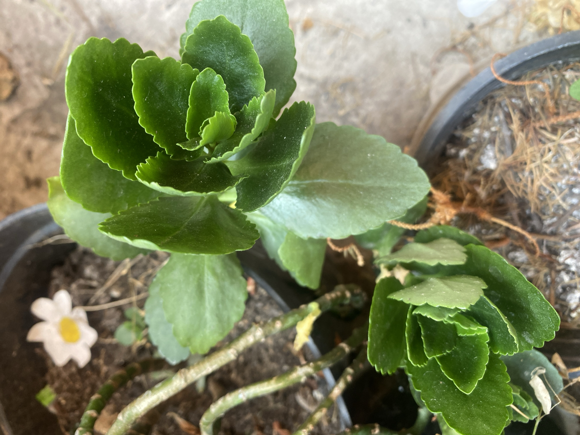 A close-up, high-angle shot shows a potted Kalanchoe plant. The plant has thick, green, scalloped leaves that are layered on top of each other. The stems are thick and greenish-brown, with some parts appearing dried or woody. In the background, a single white flower with a yellow center is visible, along with dark soil and some dry, brown fibrous material in the pot. The plant is in a dark pot, and the background is a muted, grayish-brown, suggesting an outdoor or porch setting. The image was captured in Bronnitsy, Russia.