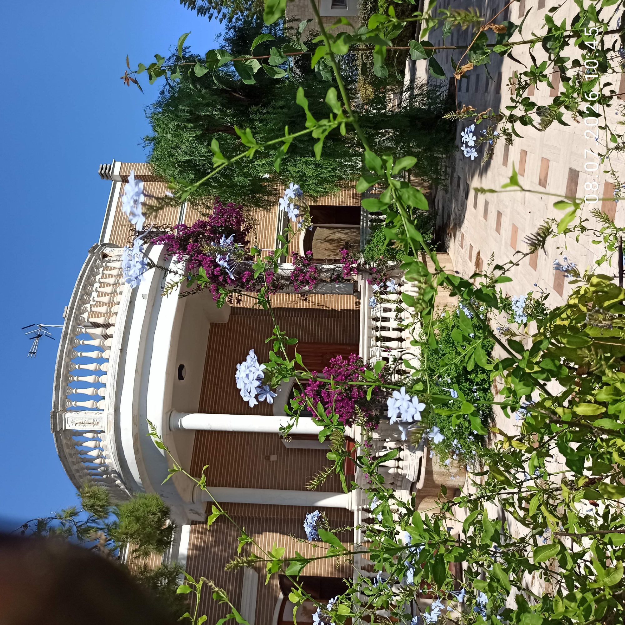 The image depicts a two-story brick building with white decorative columns and a balustrade, suggesting a Mediterranean architectural style. The building appears to be a private residence or a villa. In the foreground, there are lush green plants with small blue flowers and a climbing plant with purple flowers. The ground is paved with light-colored square tiles interspersed with reddish-brown rectangular tiles, indicative of a courtyard or patio. The background shows a clear blue sky, a tall green tree, and what appears to be a fence or wall. A date and time stamp, "08.07.2026 10:45", is visible in the lower right corner of the image. The scene is well-lit, suggesting a sunny day. This type of architecture and landscaping is consistent with properties found in coastal towns like Trani, Italy, known for its historic buildings and elegant villas.