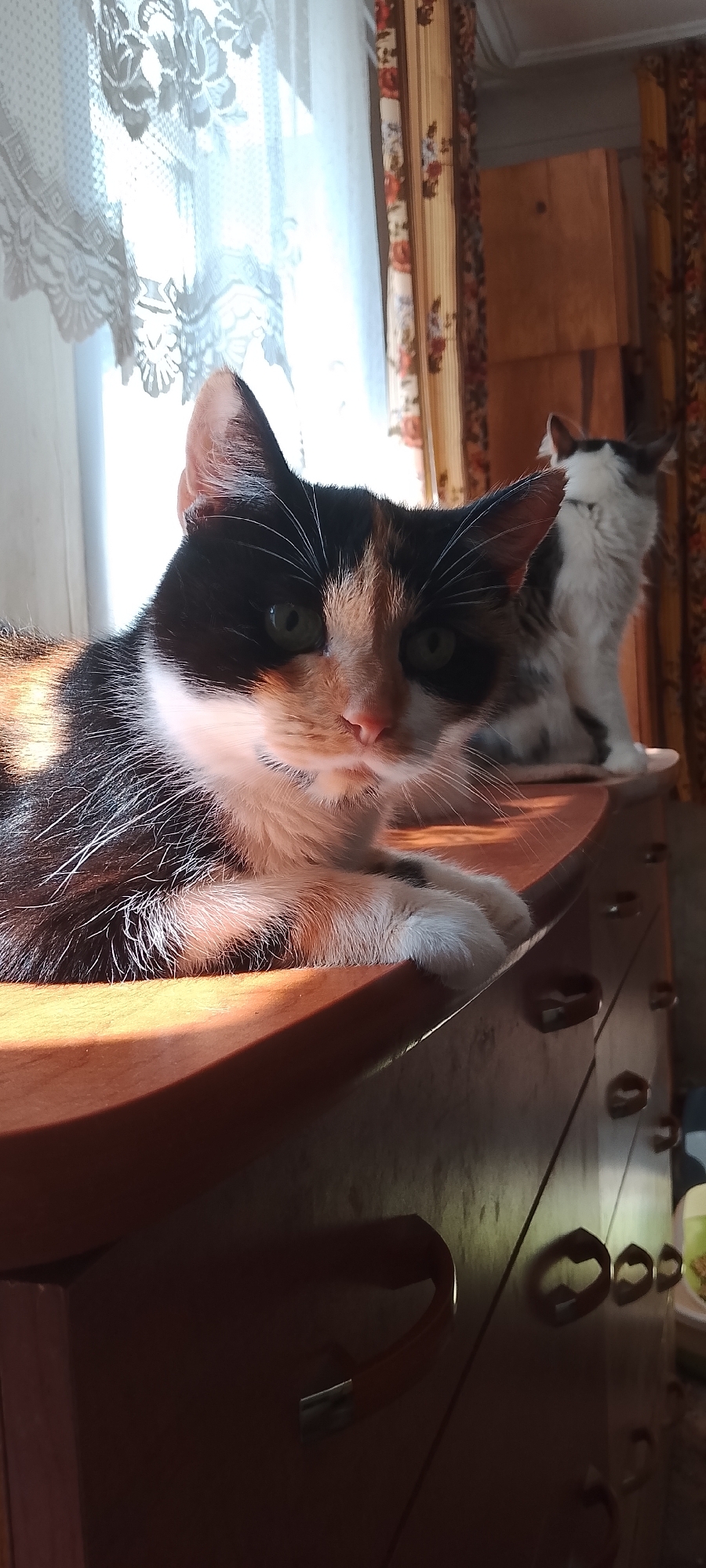 Two cats are visible on a wooden dresser in a room. The cat in the foreground is a calico with black, white, and orange patches and green eyes. It is lying down, with its paws crossed in front of it. The second cat, a grey and white tabby, is sitting behind the calico cat, facing away from the camera. The dresser has several drawers with heart-shaped handles. A window with a lace curtain is visible in the background, with sunlight streaming through. The overall lighting suggests it is daytime. The location is described as being in Belgorod, Russia, though no specific landmarks are visible.