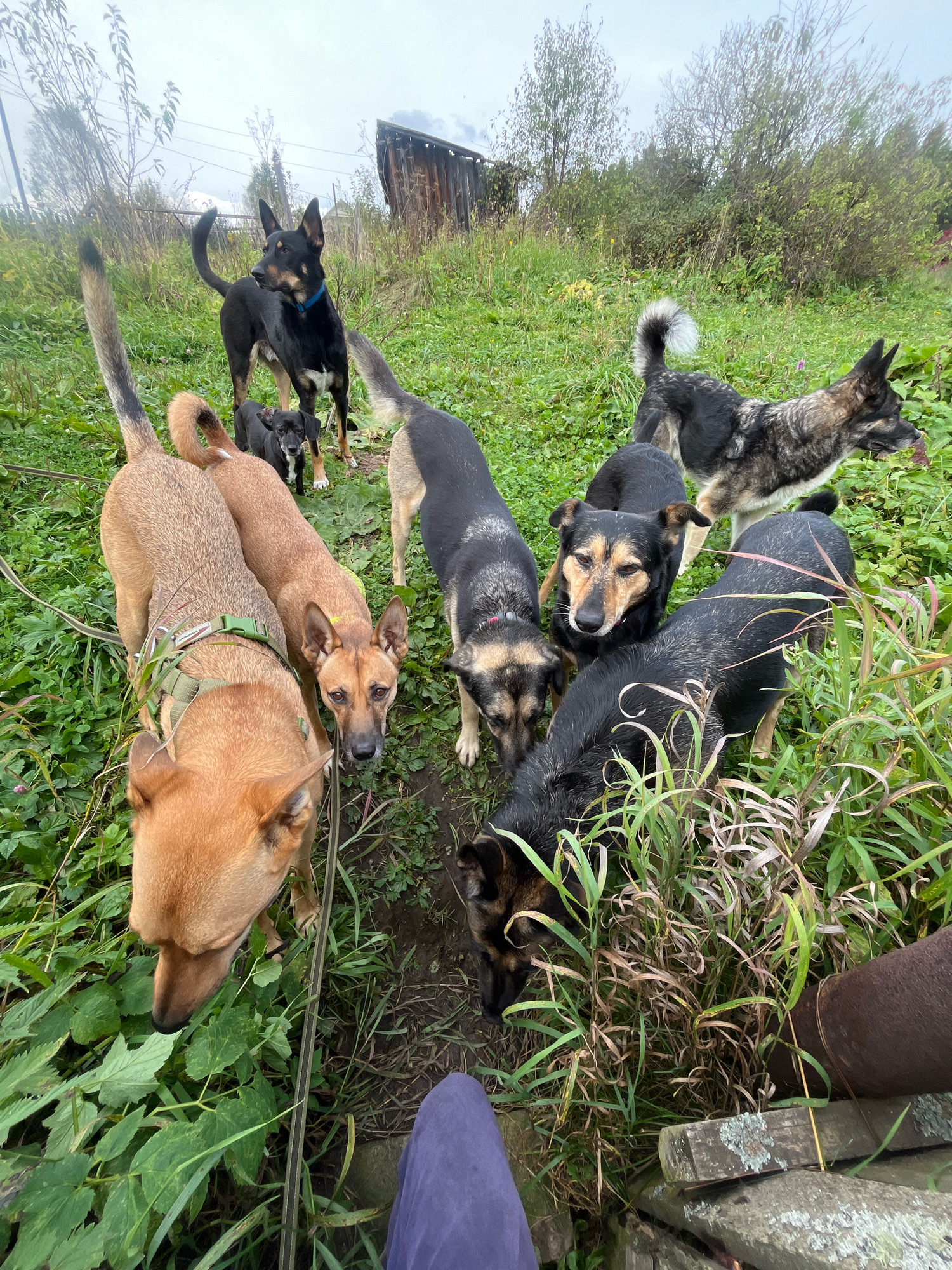A group of seven dogs of various breeds and sizes are gathered on a grassy, uneven outdoor area, likely a rural or semi-rural location in Nizhny Tagil, Russia. The dogs are in the foreground and mid-ground, with some interacting closely.
One dog, a black and tan shepherd mix with pointed ears and a blue collar, stands prominently in the center-left, looking to the left. In front of it, a small black and tan dog is looking directly at the camera. To the left of these dogs, two tan-colored dogs are positioned in the foreground, facing left and down, with one wearing a green harness. To the right of the black and tan shepherd, a larger grey and black shepherd-like dog is looking to the right. Further to the right and behind, a black dog is partially obscured by grass. In the lower right, another black and tan dog is sniffing the ground.
The environment consists of tall green grass, some dry stalks, and a muddy path or bare earth between the dogs. In the background, there are trees and bushes with green foliage, and a dilapidated wooden structure resembling a shed or outbuilding. The sky is overcast and gray. The perspective suggests the photo was taken from a low angle, possibly by someone sitting or crouching. The presence of a purple garment in the lower right corner indicates a person is present, though not fully visible.