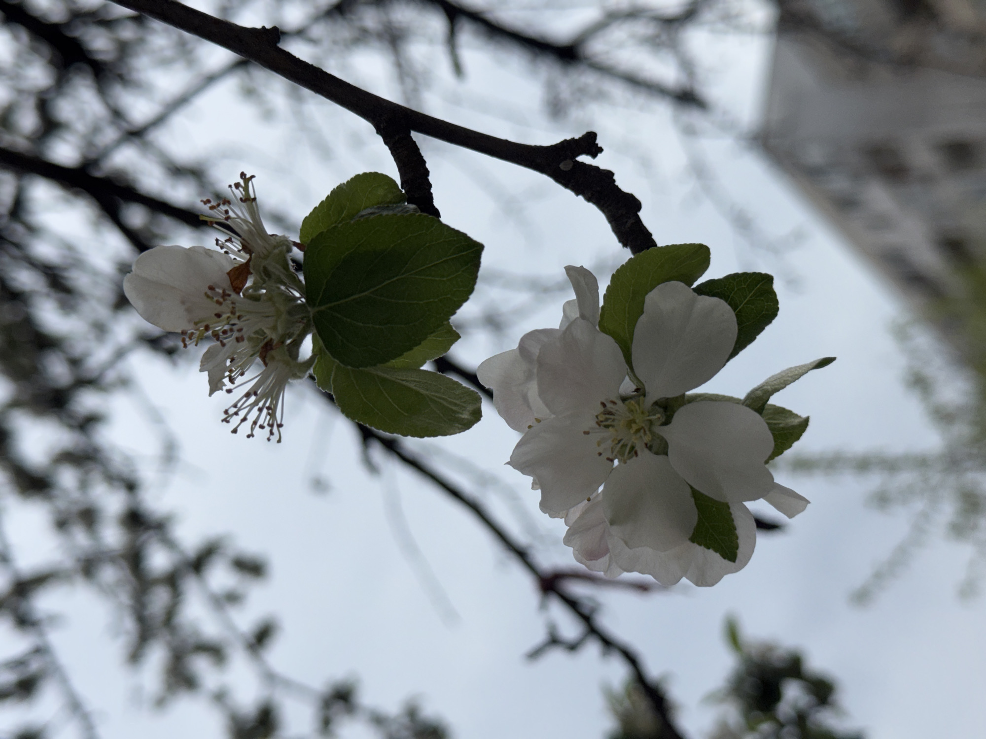 The image presents a close-up, low-angle perspective of two white flowers blooming on a dark tree branch against an overcast sky. The flowers are the primary subjects and are in sharp focus. The blossom on the right is fully open, displaying five distinct white petals and a cluster of yellowish stamens at its center. Several small, green leaves accompany this flower on the branch. The flower on the left appears to be in an earlier stage of bloom, with some petals still partially closed, revealing numerous prominent stamens with light brown anthers. It also has small green leaves around it.
The main branch supporting these blossoms is dark brown and runs diagonally across the frame. In the blurred background, a network of other dark, bare tree branches is visible against the light grey, uniformly cloudy sky. To the upper right, a large, light-colored building with multiple stories is faintly discernible and out of focus, suggesting an urban or suburban environment. The diffused light indicates an overcast day during daylight hours. There are no people visible, nor any discernible text. The scene captures the essence of early spring, highlighting the delicate beauty of blooming trees in Sofia, Bulgaria.