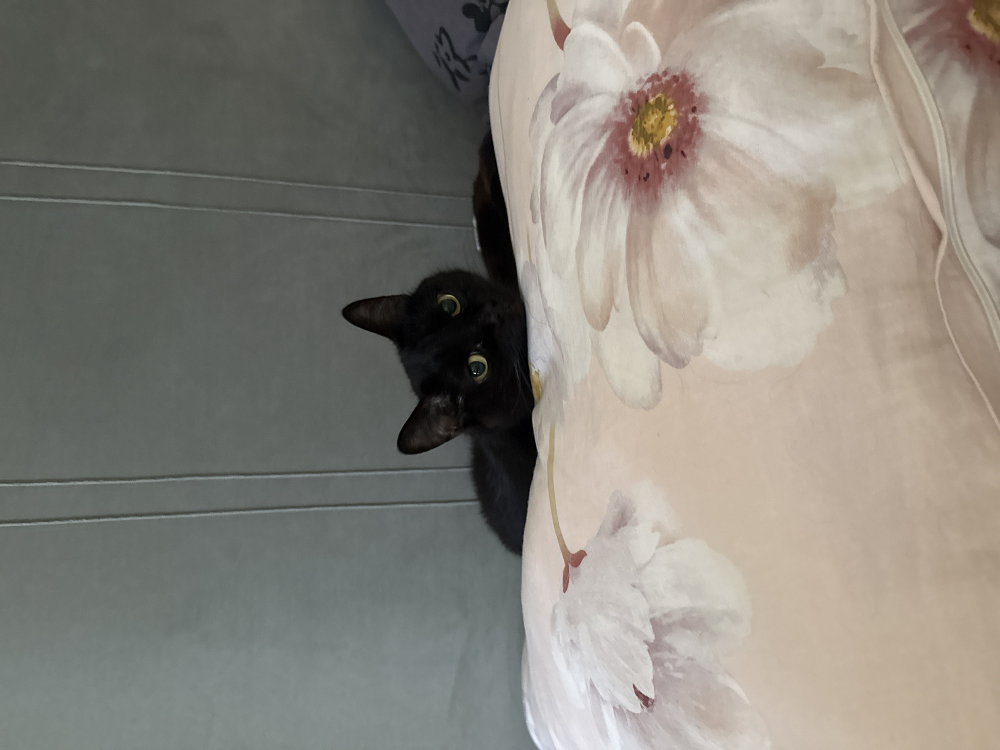 A black cat with yellow eyes peeks over a pink pillow with a floral pattern. The cat is lying down on what appears to be a bed. The background is a gray wall with vertical lines. The scene is indoors. There is no indication of the location being in Kemerovo, Russia.