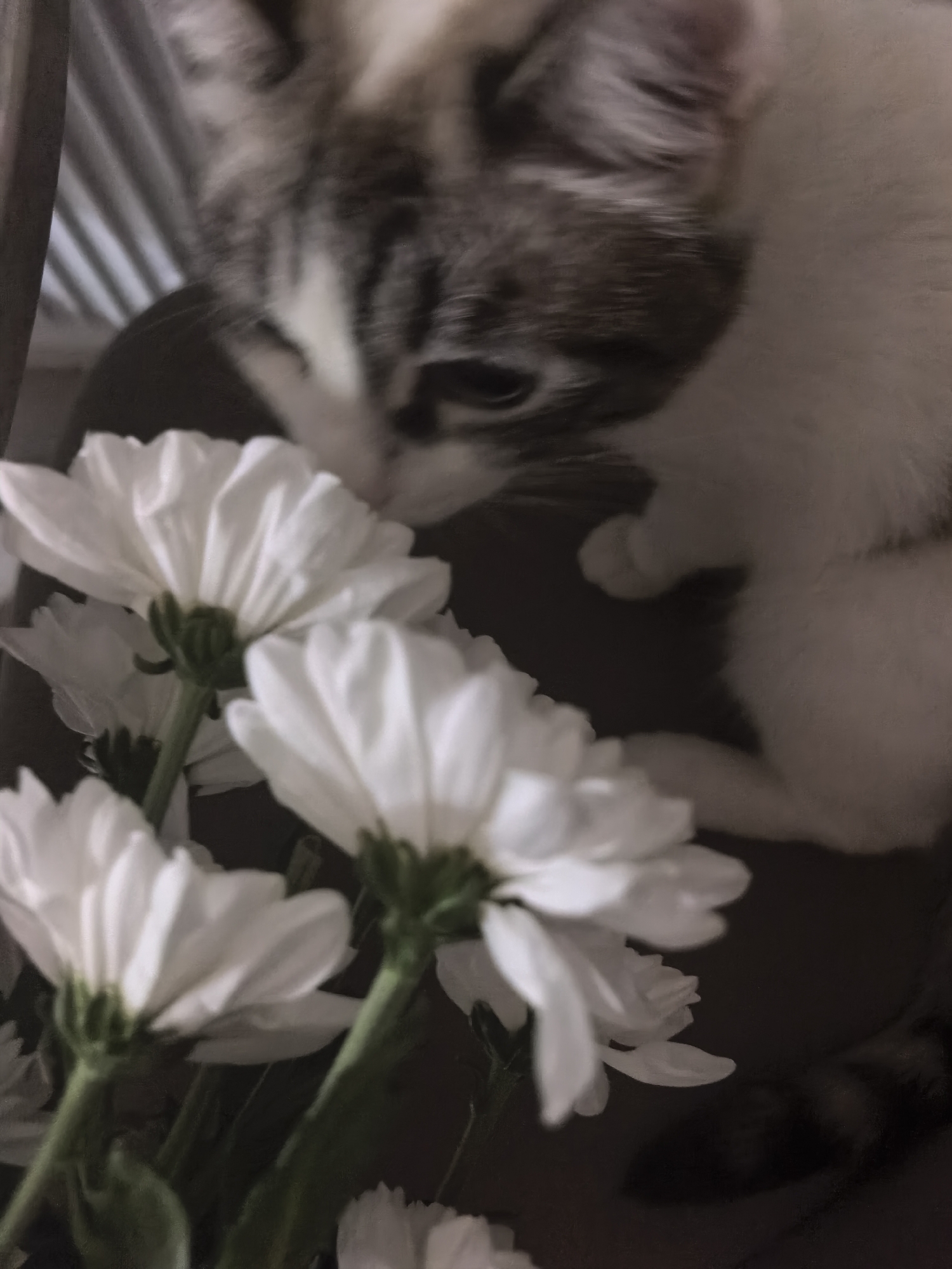 A close-up shot of a cat sniffing white flowers. The cat, a mix of white and gray tabby, is positioned in the upper right quadrant of the image, with its head lowered towards the blooms. Its eyes are partially closed, and its nose is touching one of the petals. The flowers, likely chrysanthemums, are white with visible green stems and are arranged in the lower half of the frame. The background is dark and out of focus, with hints of vertical lines suggesting a structure such as a fence or blinds. The lighting is dim, casting soft shadows and giving the image a slightly muted tone. The overall scene appears to be indoors, possibly in a domestic setting.