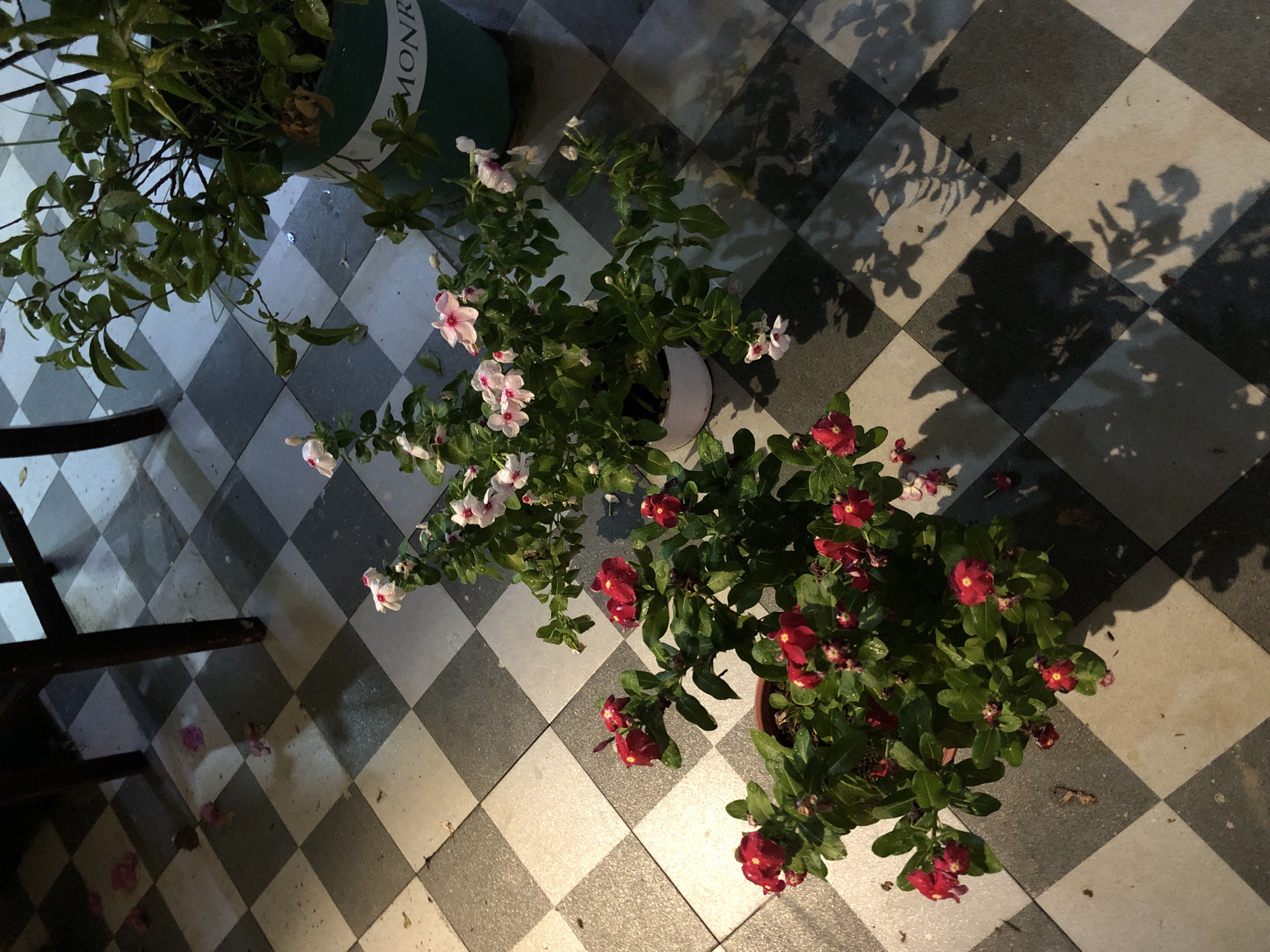 The image shows a top-down view of potted plants placed on a black and white checkered tiled floor. The plants have green leaves and numerous small flowers, with some flowers being pink and white, and others being bright red. The checkered pattern of the tiles creates a geometric background. Shadows of the plants and possibly other unseen objects are cast across the tiles, suggesting the presence of a light source, likely from a window or overhead lighting.
In the upper left corner, a larger green pot with text that appears to read "MONROE" is partially visible, suggesting it might be a planter or decorative item. The floor appears slightly wet in some areas, with small puddles or damp spots, and there are a few scattered pink petals on the tiles. A dark wooden chair or table leg is visible on the left side of the image, partially obscuring the tiles and the larger green pot.
The overall scene appears to be indoors or in a covered outdoor space, given the tiled floor and the presence of potted plants. The lighting conditions suggest it could be daytime, with natural light filtering in and creating shadows, or artificial lighting at night. The presence of flowers indicates a time of year when they are in bloom. The setting seems to be a patio, balcony, or an indoor area with a patterned floor. There are no people visible in the image.