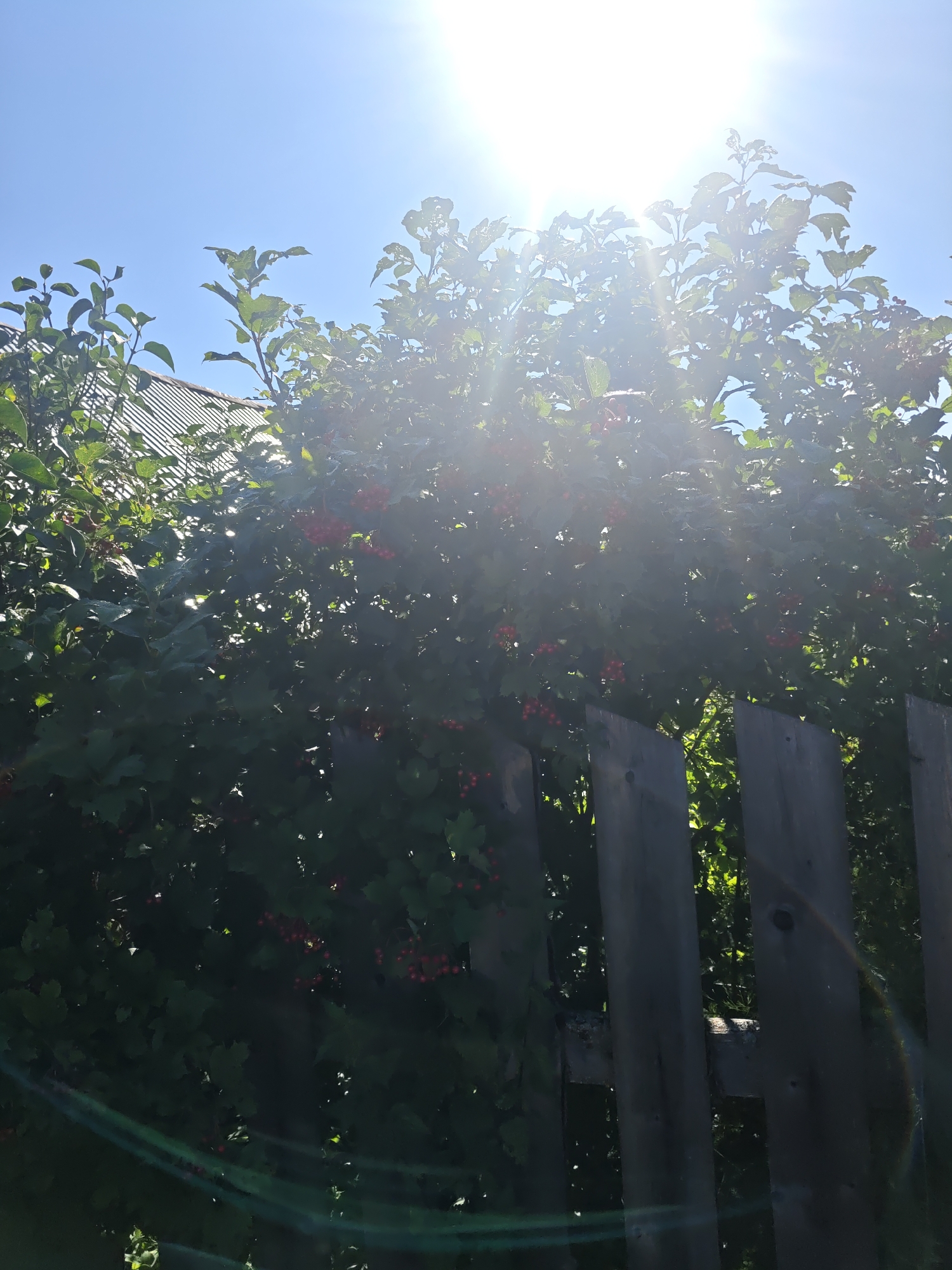 The image shows a bright, sunny sky with the sun shining intensely from the upper left corner, creating lens flares. In the foreground, there is a wooden fence made of vertical planks. Behind the fence, a dense green bush or tree with red berries is visible, partially obscuring the view. The foliage is lush and abundant, with some leaves showing slight damage or holes. A portion of a building with a corrugated metal roof is visible in the upper left, behind the greenery. The scene appears to be an outdoor environment, likely a garden or yard, within the city of Kurashim, Russia. There are no people or animals present in the image.